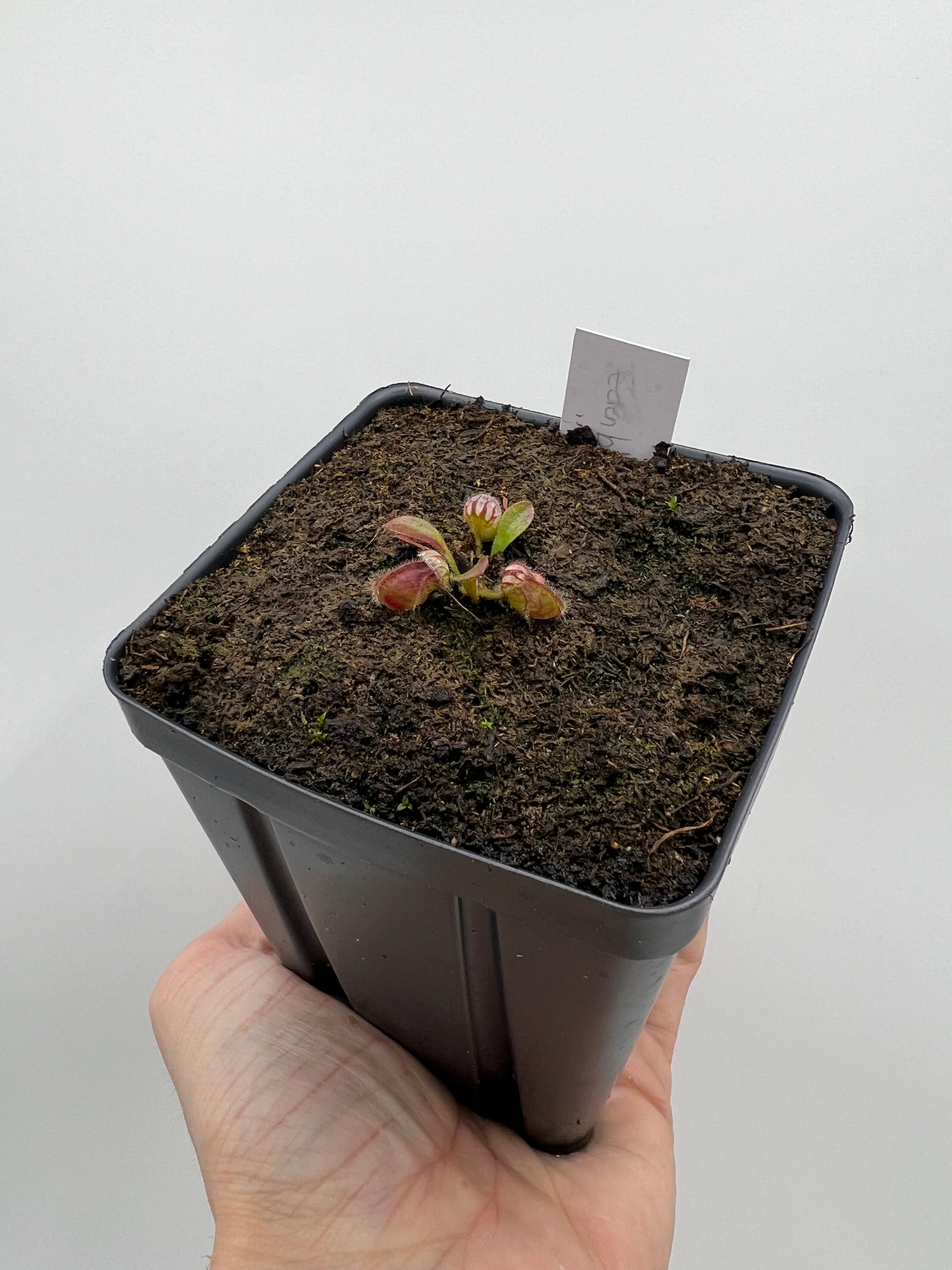 Cephalotus follicularis 'Eden Black' - *Rare* – Little Carnivores