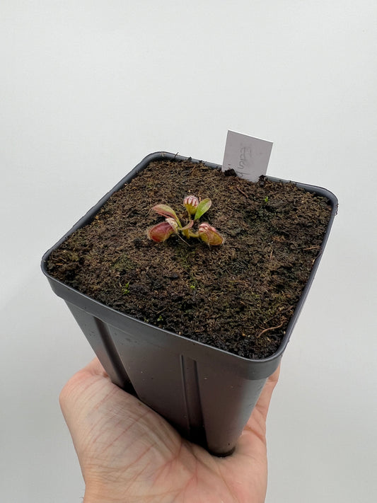 Cephalotus follicularis ‘Eden Black’ - *Rare*