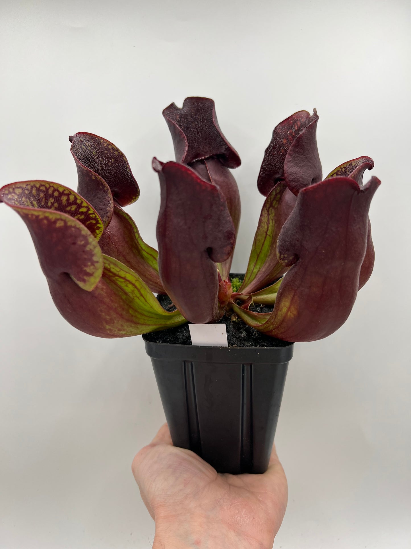 Sarracenia purpurea ssp. purpurea (Centre Co, PA) - Seed Grown #57