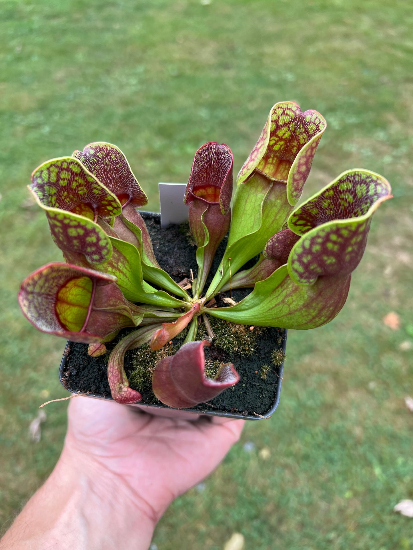 Sarracenia purpurea ssp. purpurea (Centre Co, PA) - Seed Grown #72