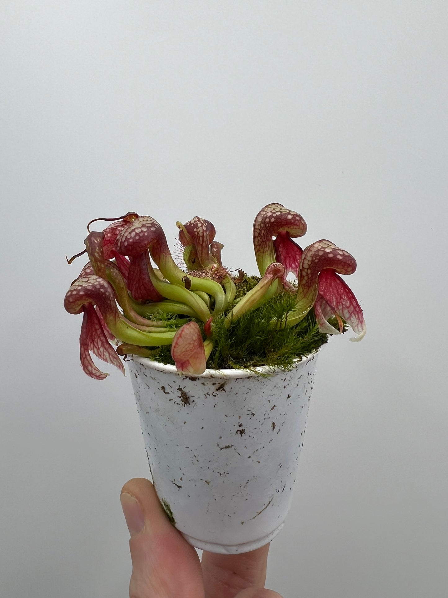 Darlingtonia californica (Cobra Pitcher Plant) - Seed Grown #126