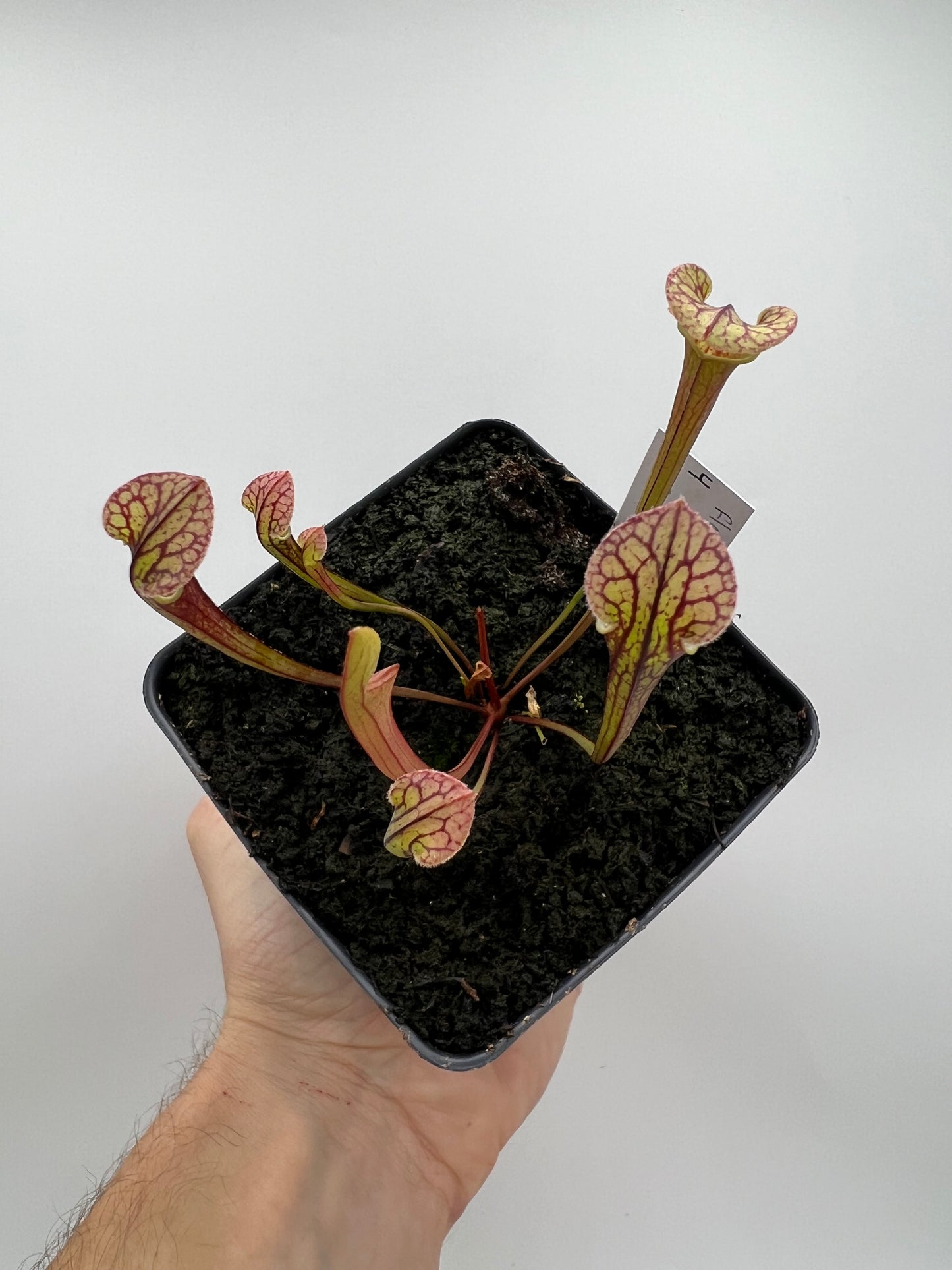 Sarracenia flava var. rubricorpora x “Strawberry Milkshake” - Seed Grown #4