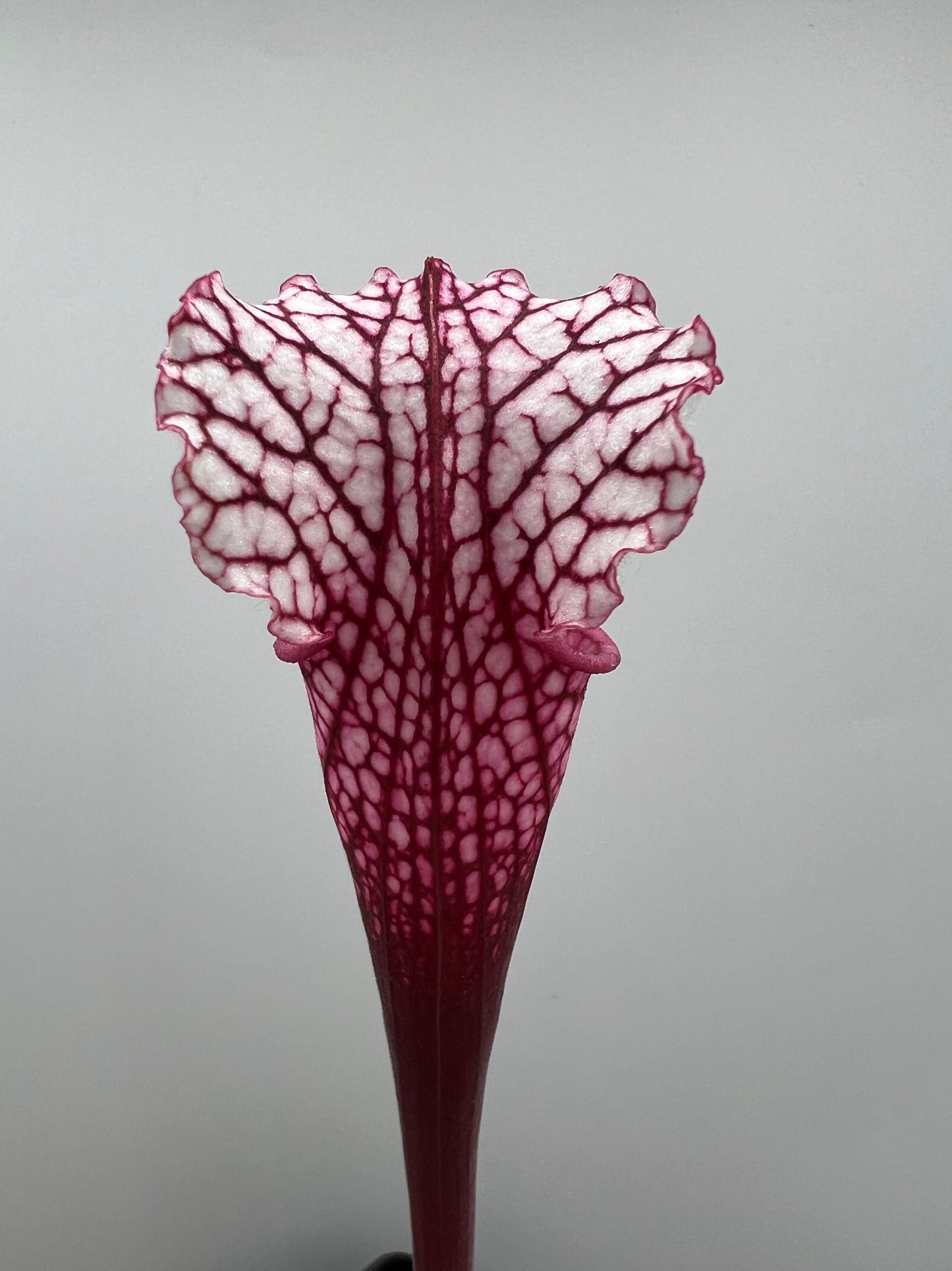 Sarracenia “Hawaiian Ice” x ‘Dragon Queen’ - Seed Grown #5