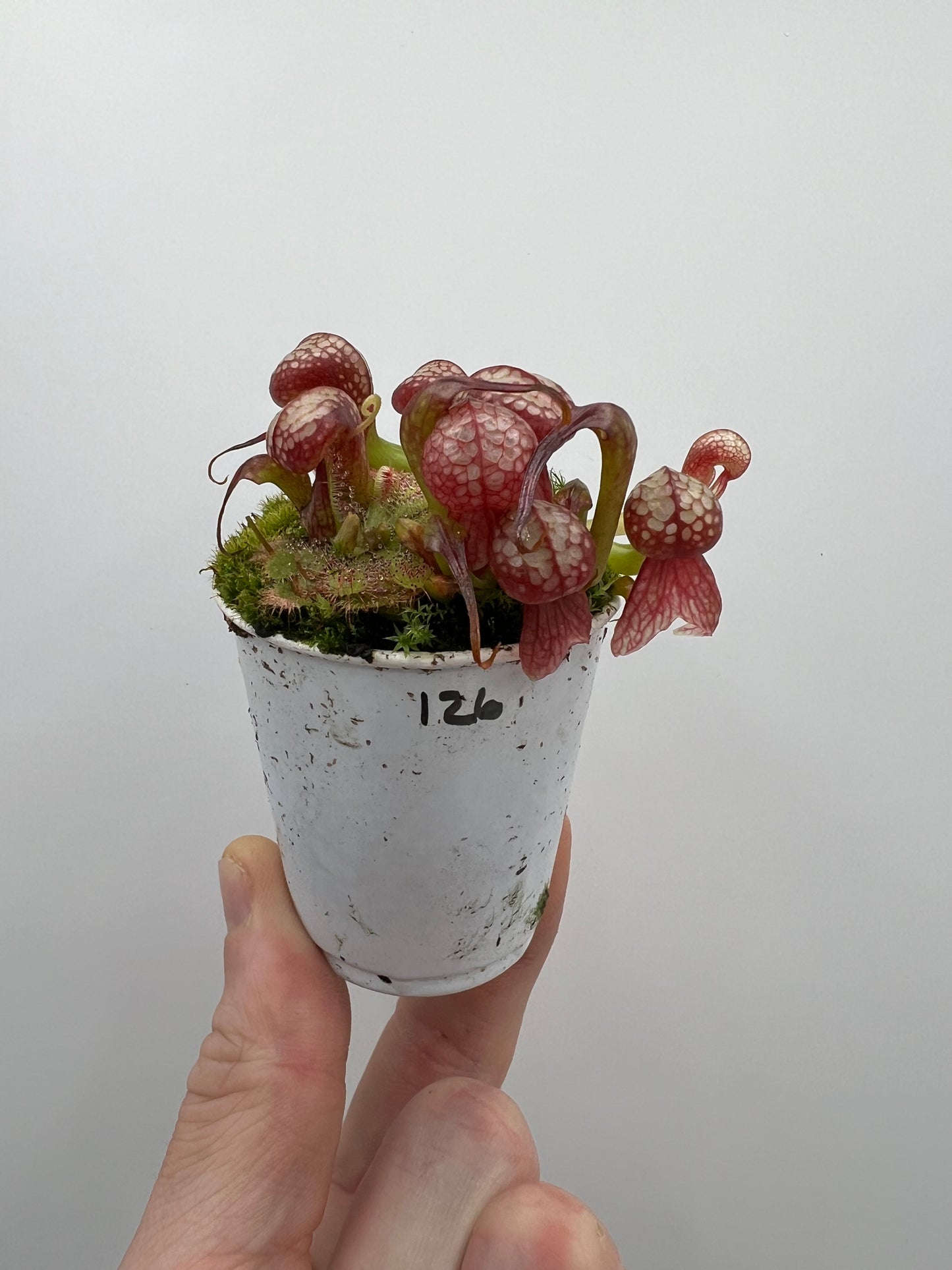 Darlingtonia californica (Cobra Pitcher Plant) - Seed Grown #126