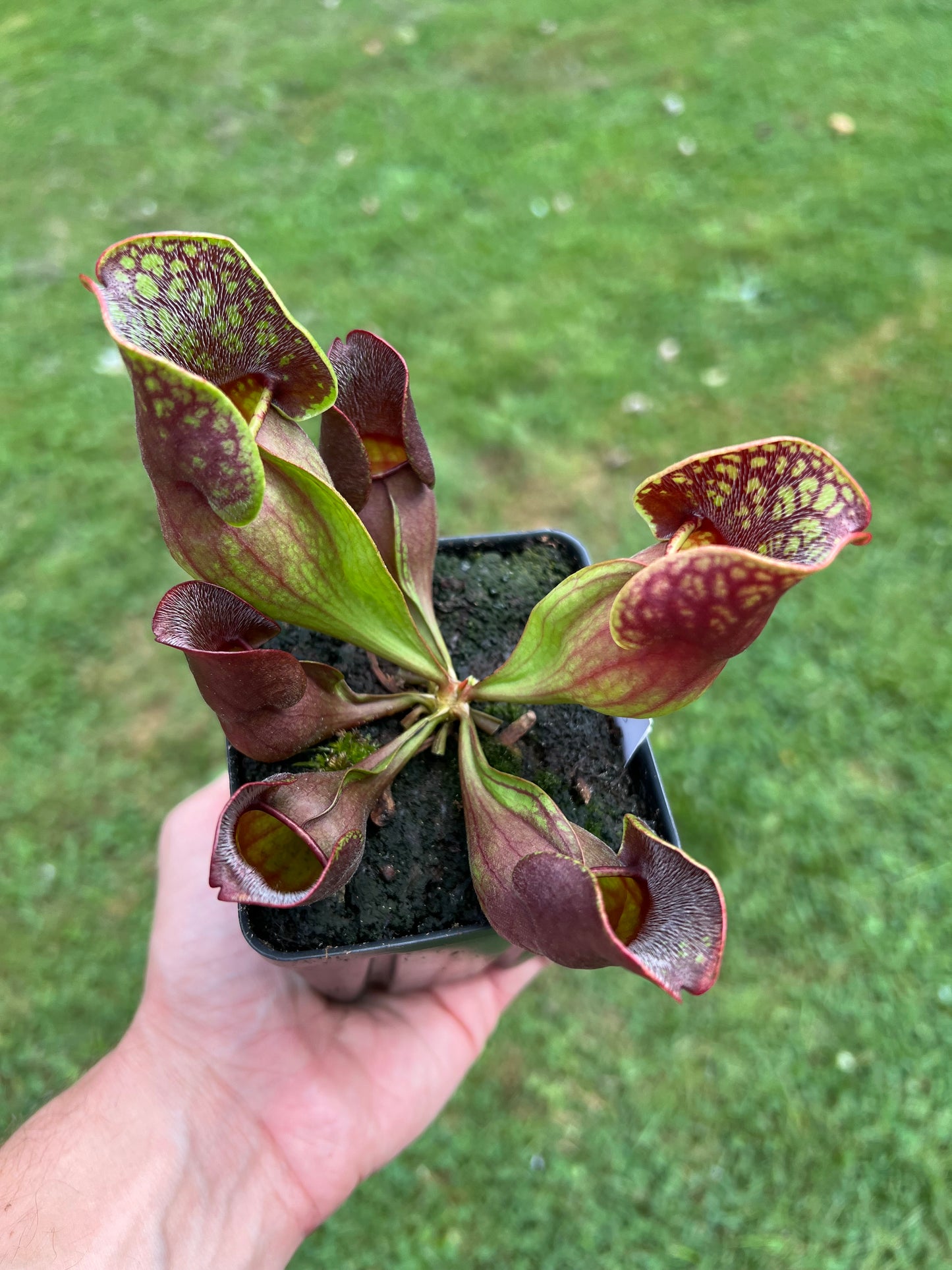 Sarracenia purpurea ssp. purpurea (Centre Co, PA) - Seed Grown #58