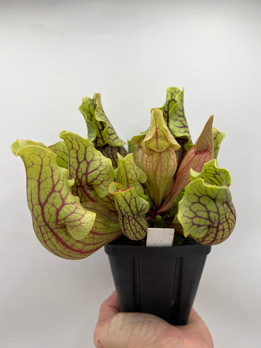 Sarracenia purpurea ssp. venosa “Little Carnivores” - Seed Grown #24