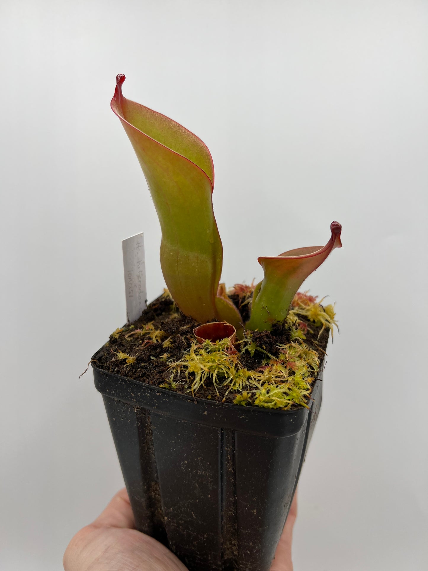 Heliamphora heterodoxa x ionasi