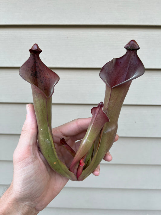 Heliamphora “Nutans Giant” x (tatei x folliculata) SG 8.14.19 LC1 - Division C