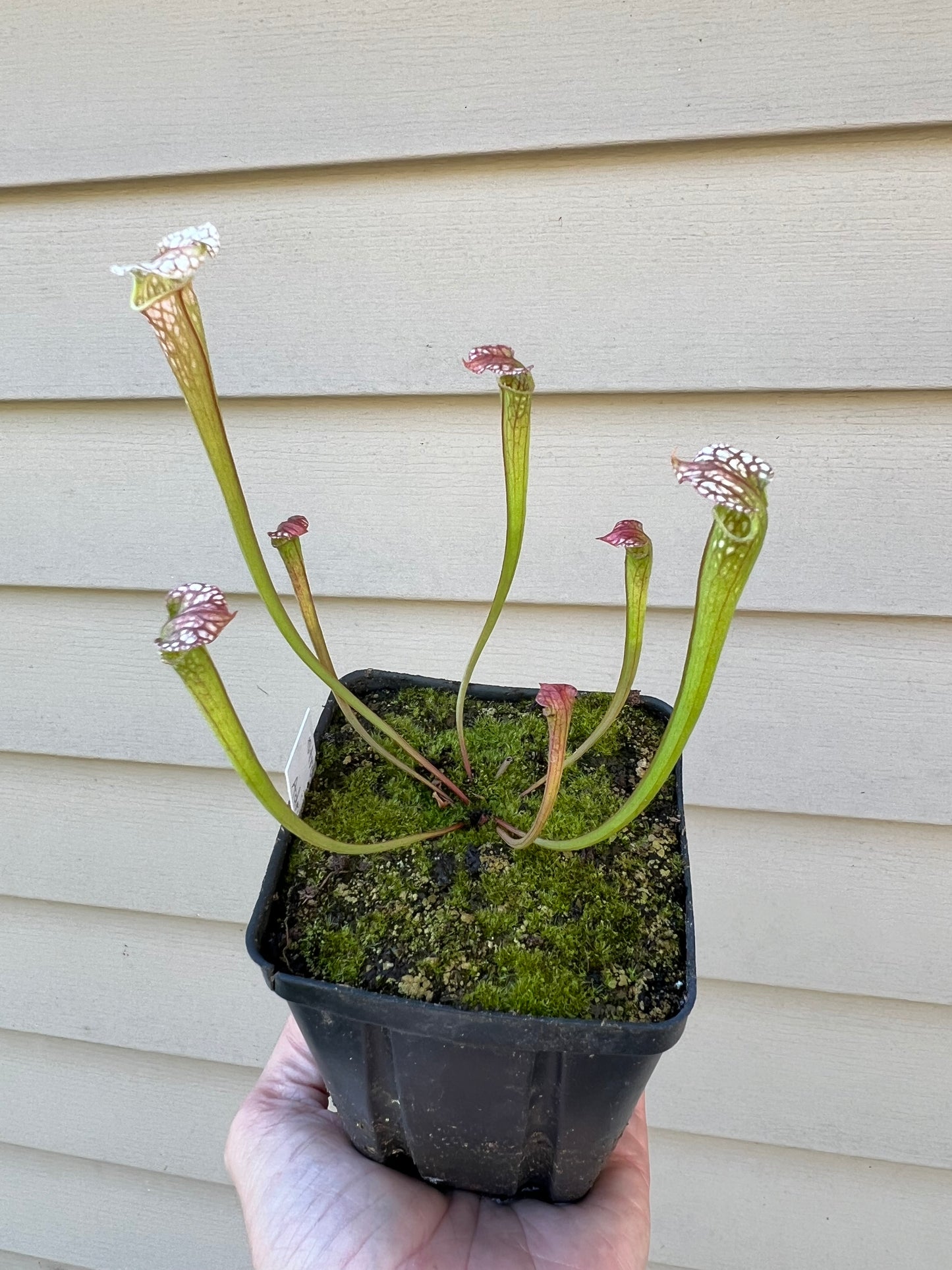 Sarracenia “Strawberry Milkshake” x ‘Adrian Slack’ - Seed Grown #1