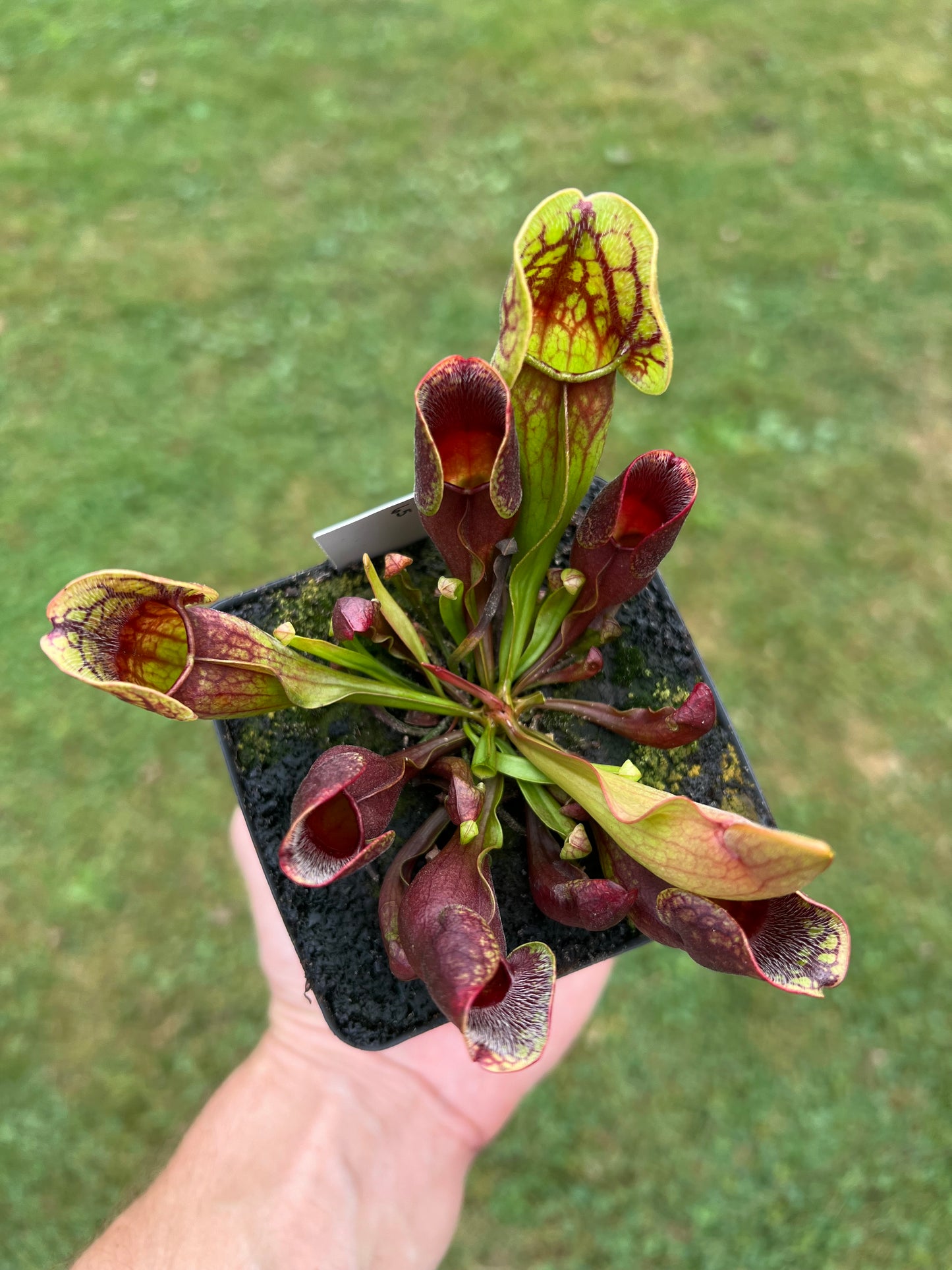 Sarracenia purpurea ssp. purpurea (Centre Co, PA) - Seed Grown #65