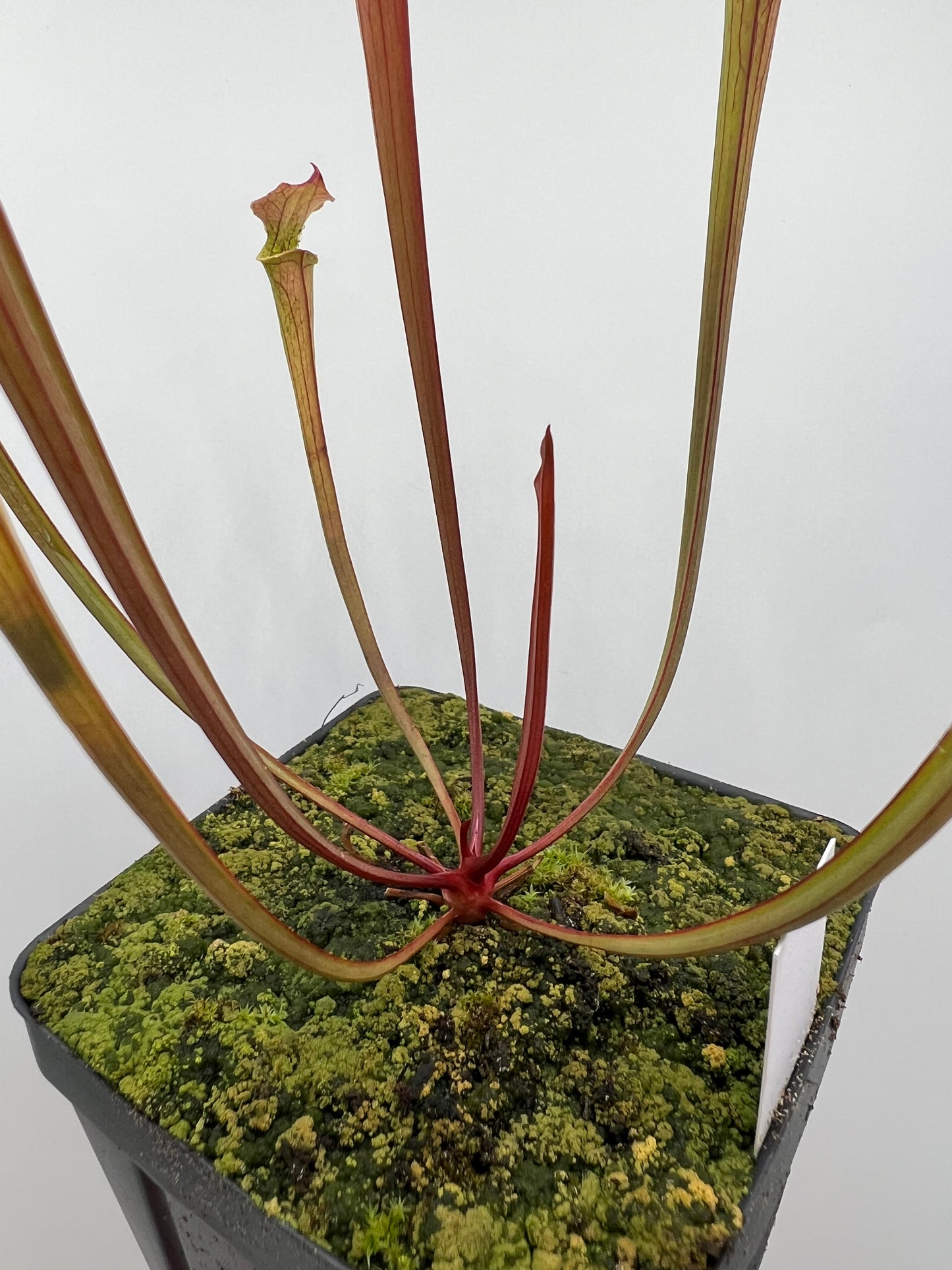 Sarracenia flava var. rubricorpora x “Strawberry Milkshake” - Seed Grown #8