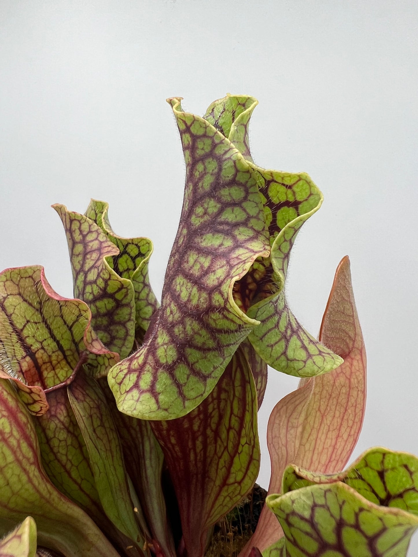 Sarracenia purpurea ssp. venosa “Little Carnivores” - Seed Grown #20