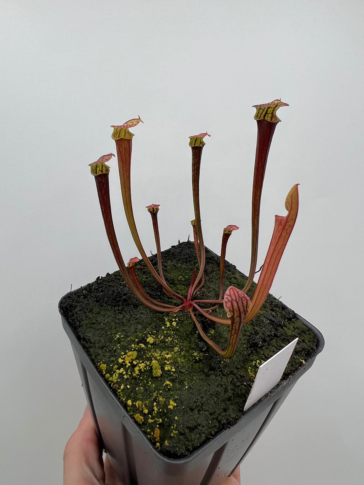 Sarracenia flava var. rubricorpora x “Strawberry Milkshake” - Seed Grown #3