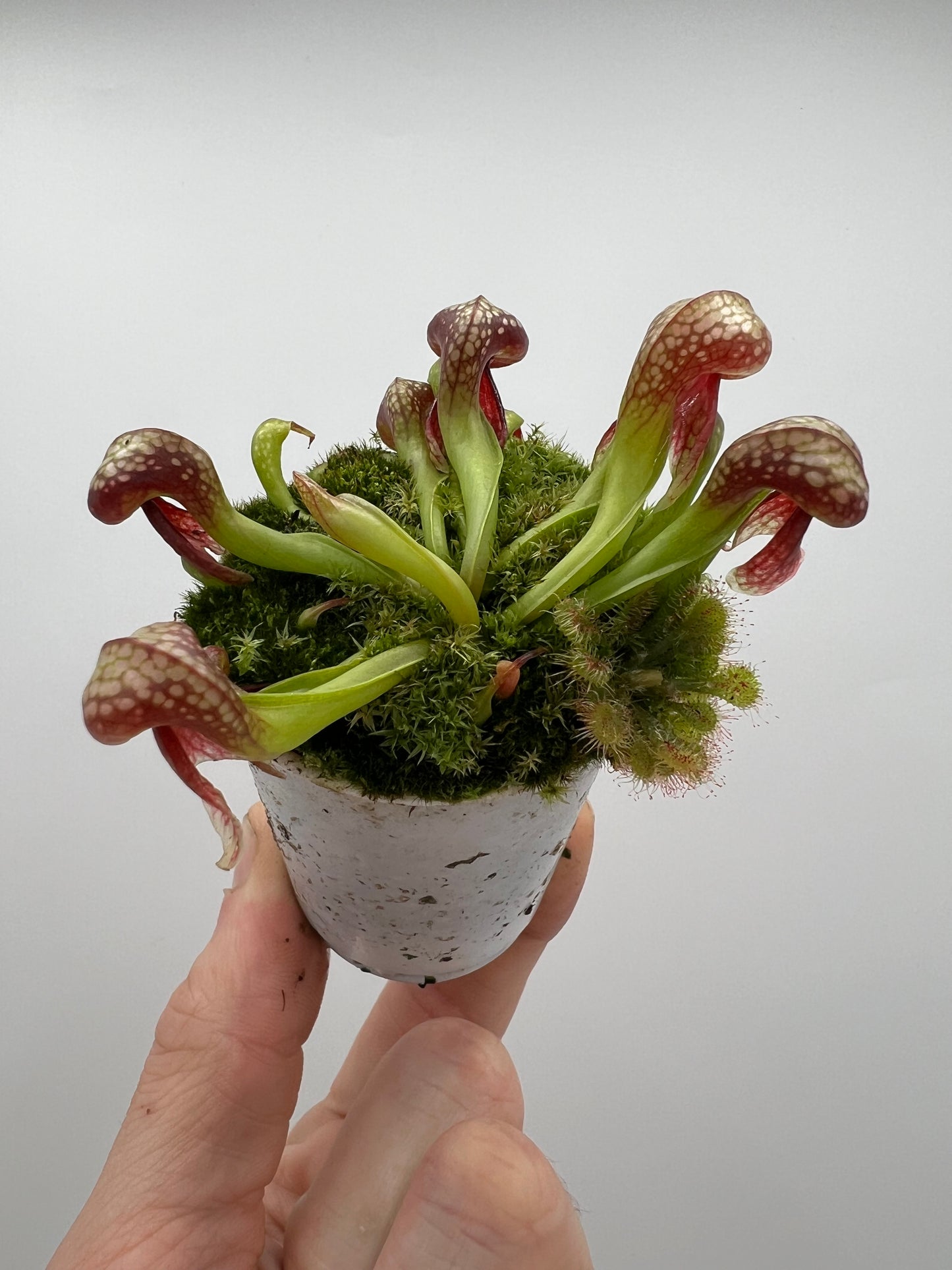 Darlingtonia californica (Cobra Pitcher Plant) - Seed Grown #79