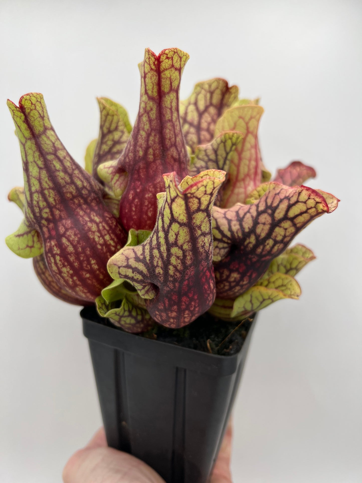 Sarracenia purpurea ssp. venosa “Little Carnivores” - Seed Grown #24