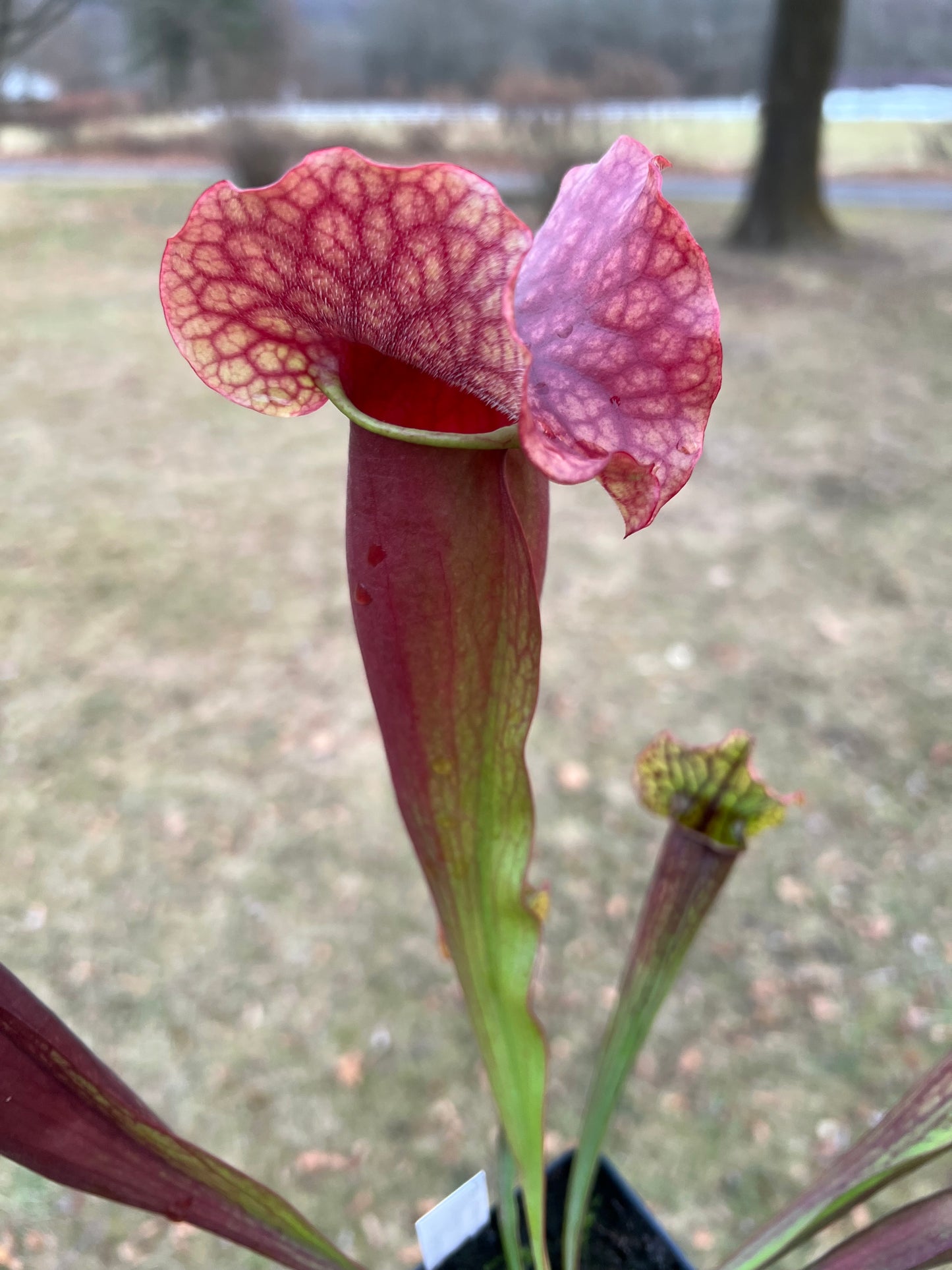 Sarracenia x catesbaei - (flava var. rubricorp. x purp. venosa) - Seed Grown #2