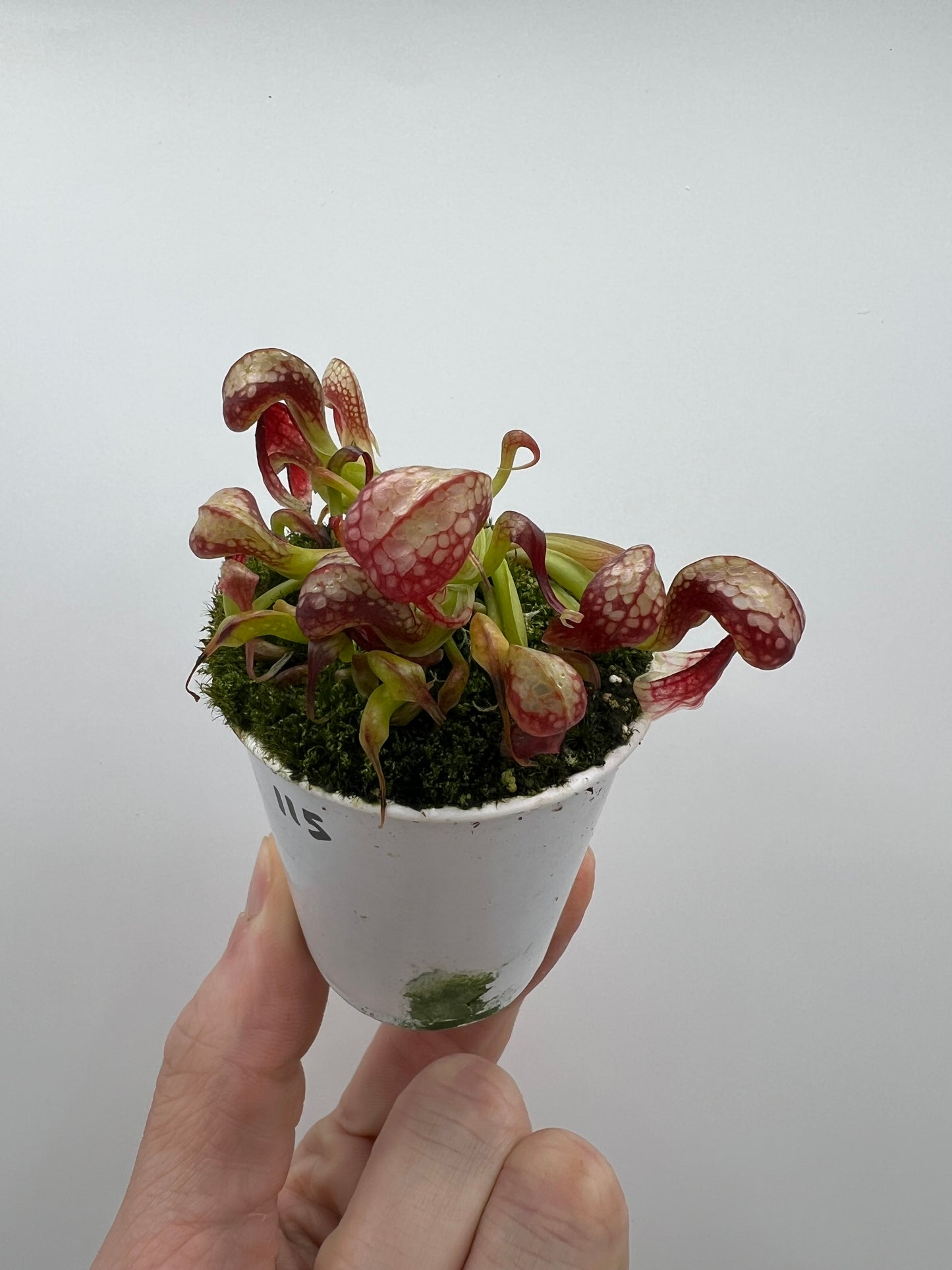 Darlingtonia californica (Cobra Pitcher Plant) - Seed Grown #115