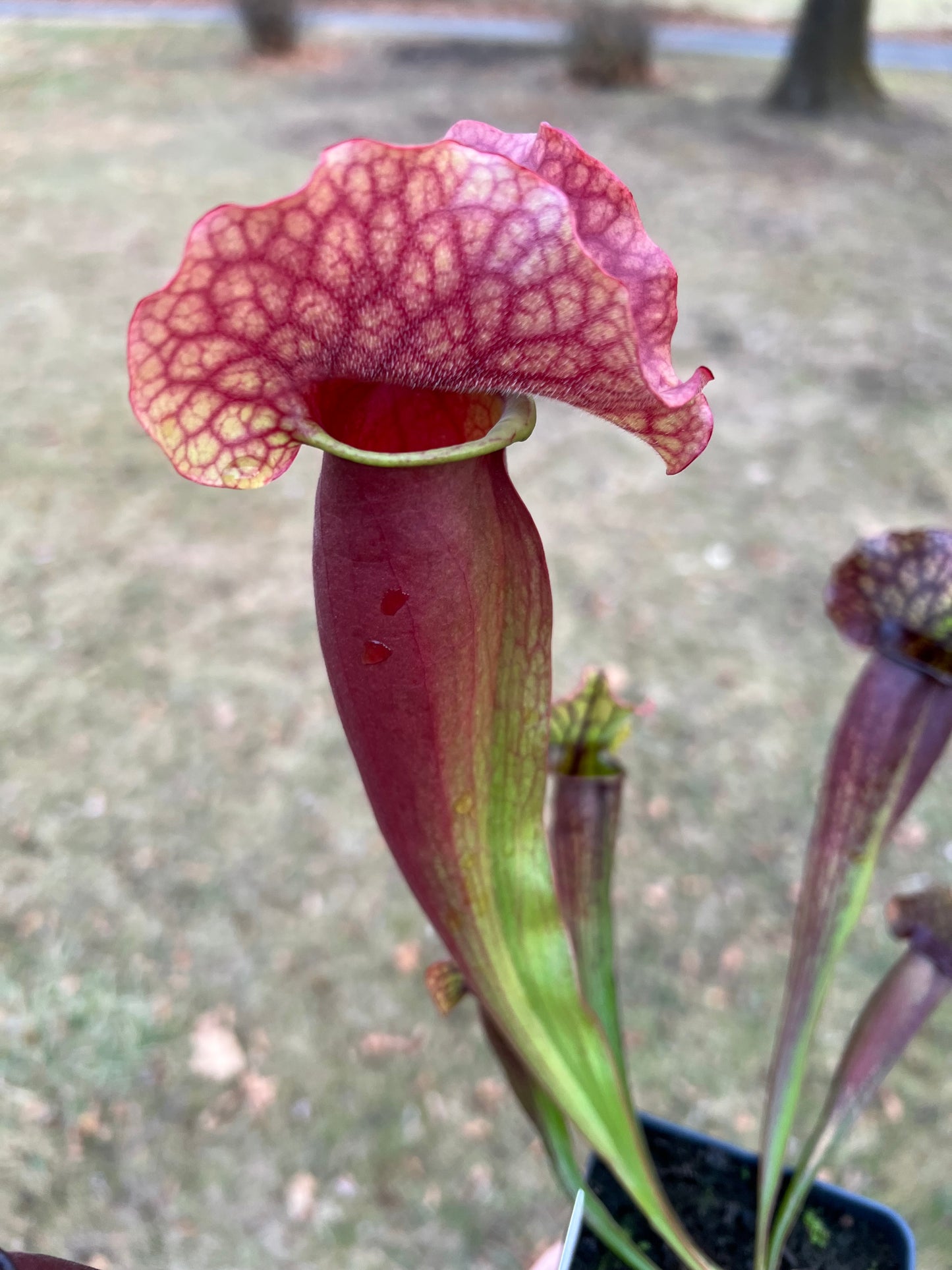 Sarracenia x catesbaei - (flava var. rubricorp. x purp. venosa) - Seed Grown #2