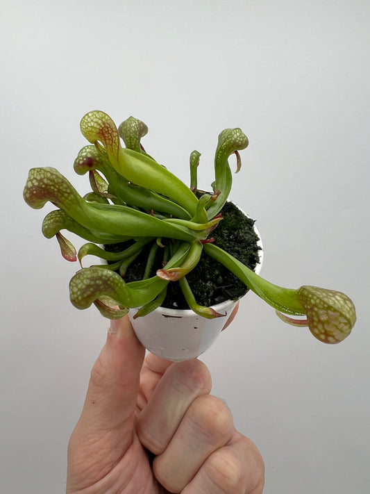 Darlingtonia californica (Cobra Pitcher Plant) - Seed Grown #64