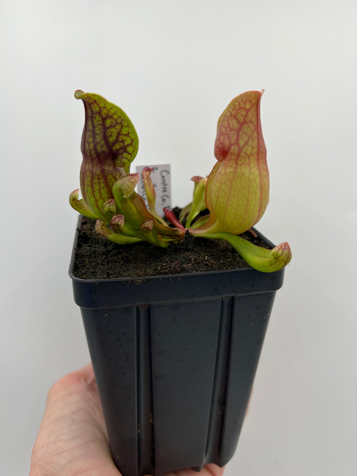 Sarracenia purpurea ssp. purpurea (Centre Co, PA) x (Ocean Co, NJ) - Seed Grown #1