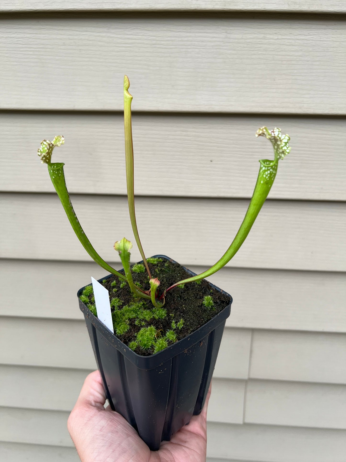 Sarracenia “Hawaiian Ice” x ‘Dragon Queen’ - Seed Grown #1