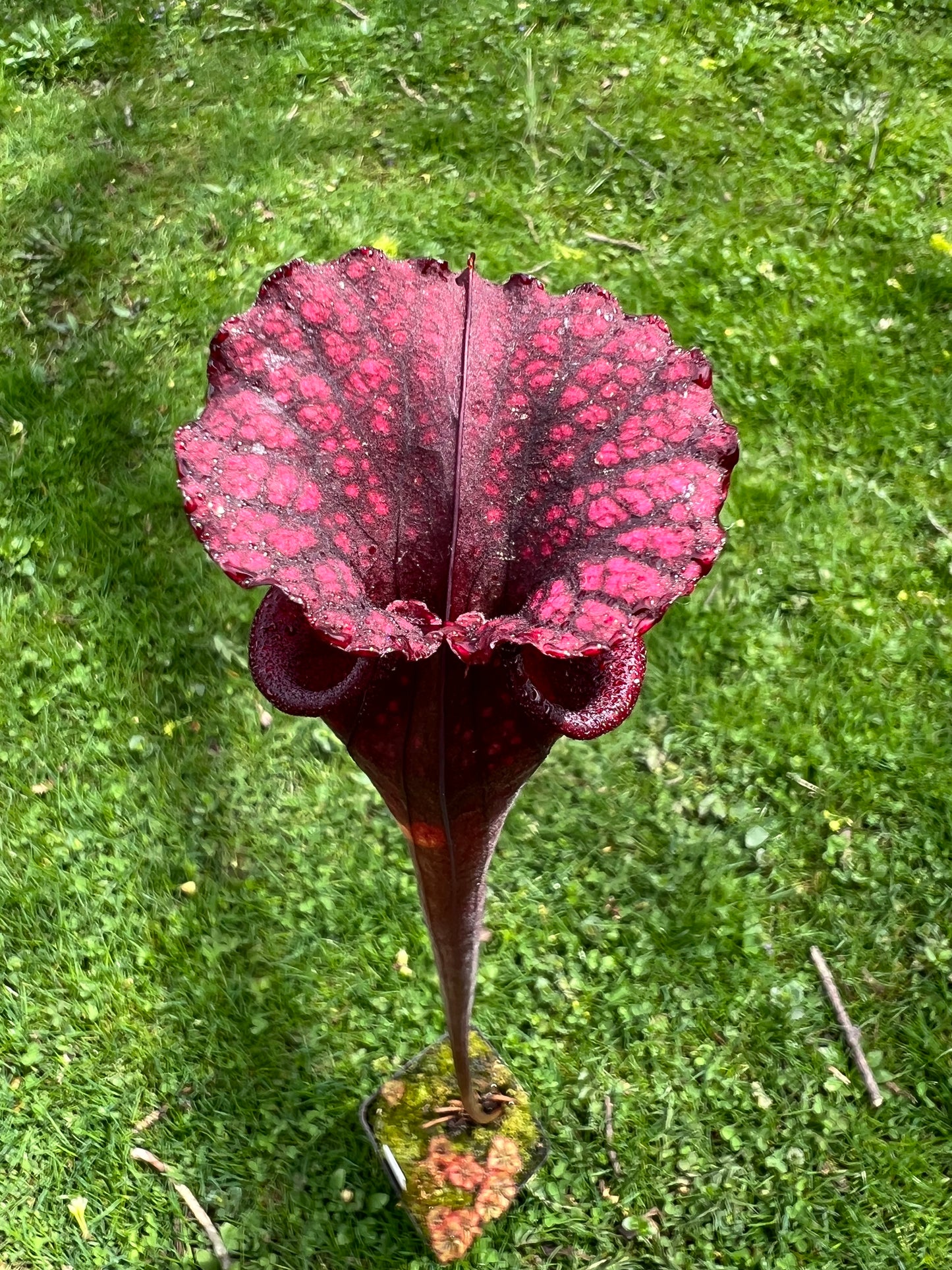 Sarracenia “Hawaiian Ice” x ‘Adrian Slack’