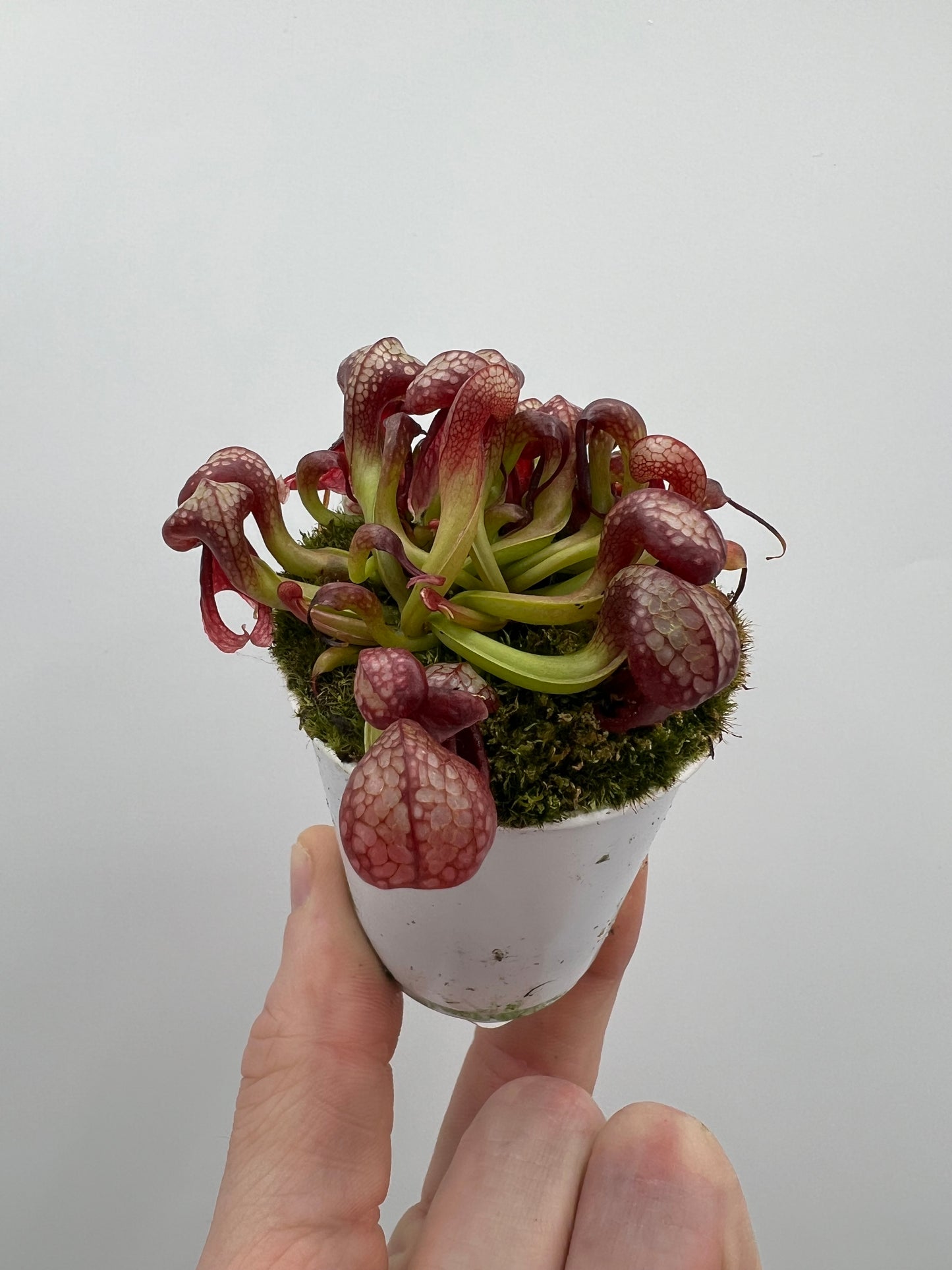 Darlingtonia californica (Cobra Pitcher Plant) - Seed Grown #130