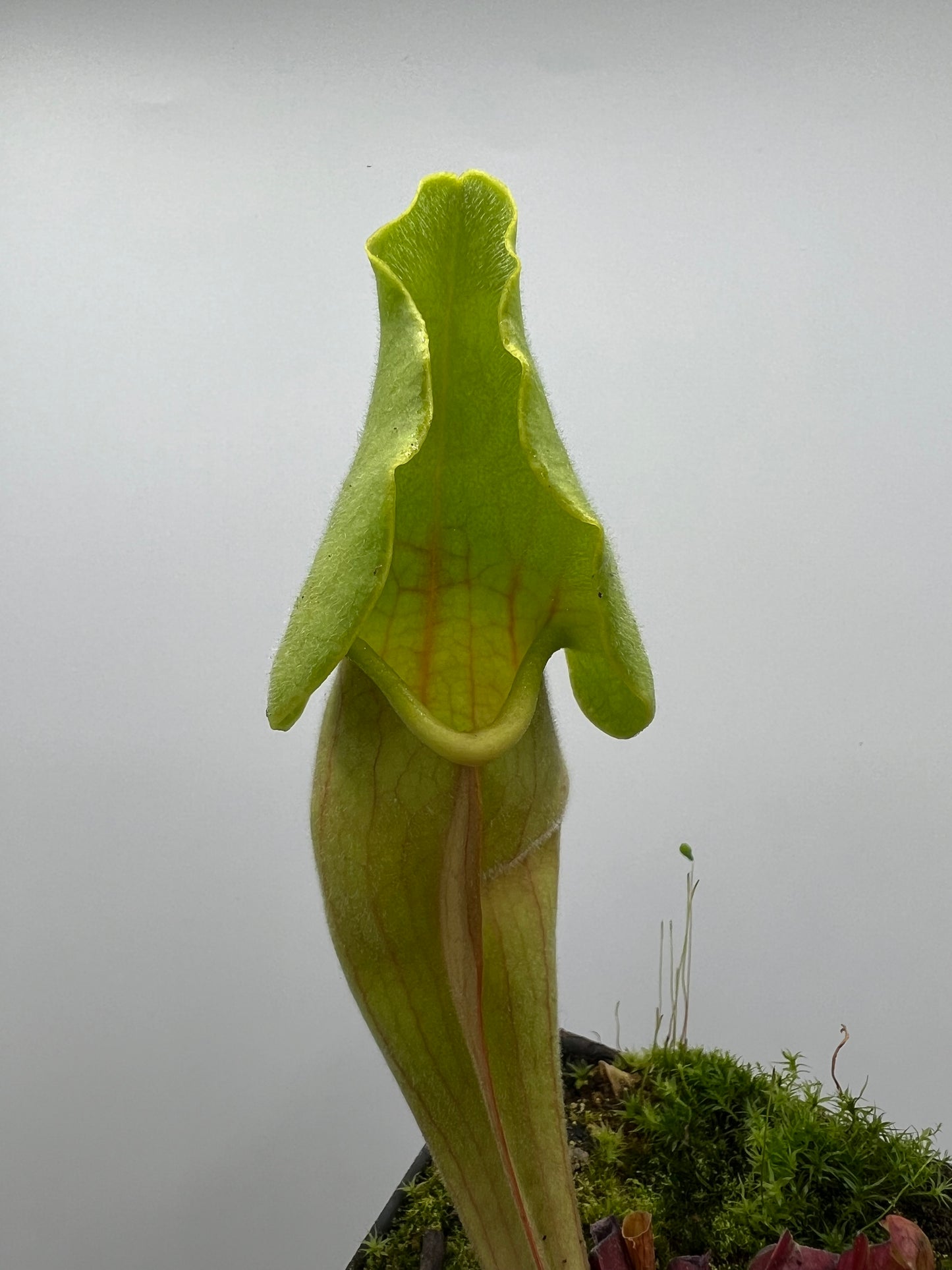 Sarracenia ‘Carolina Yellow Jacket’ - Original Clone