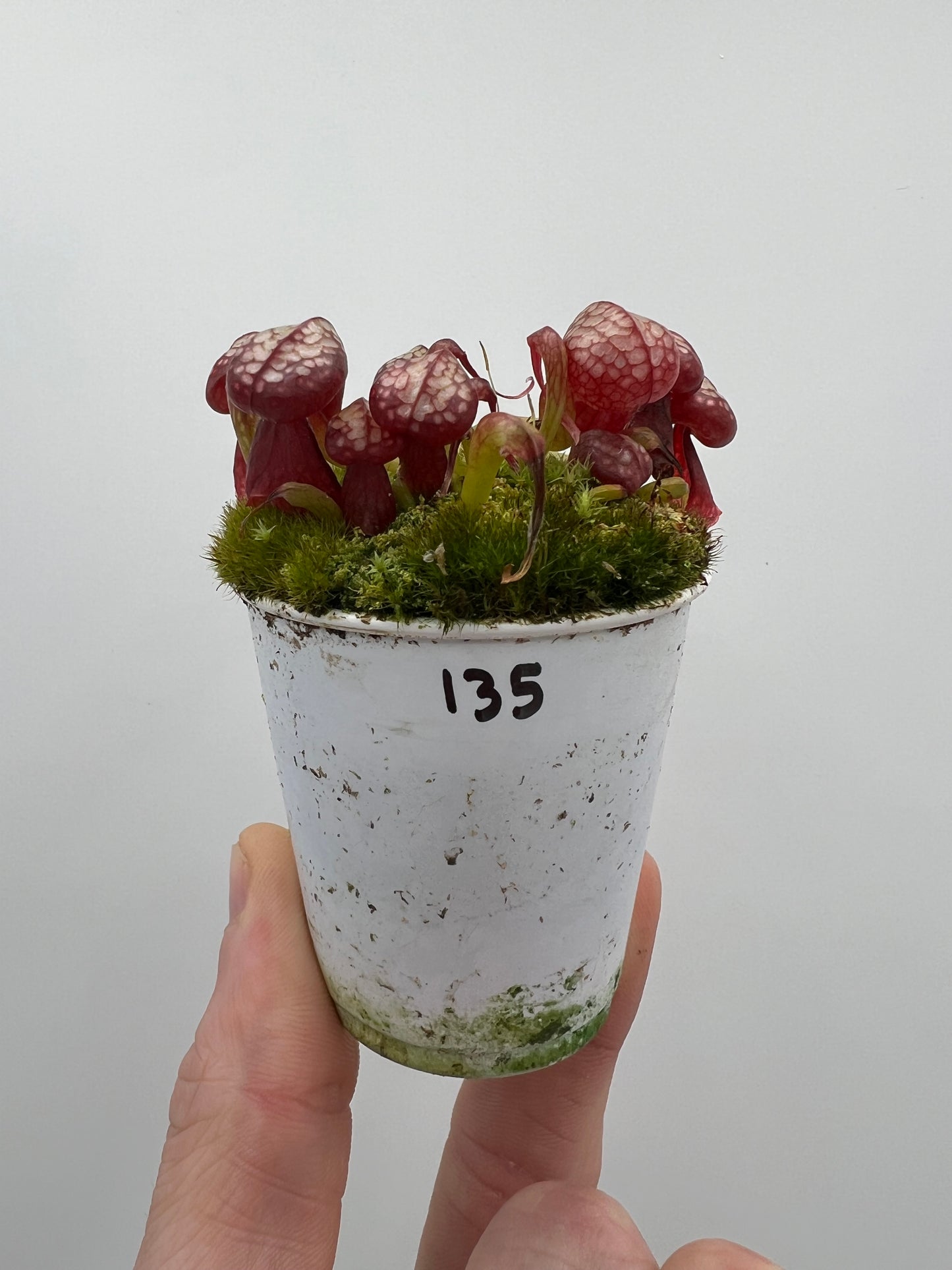 Darlingtonia californica (Cobra Pitcher Plant) - Seed Grown #135