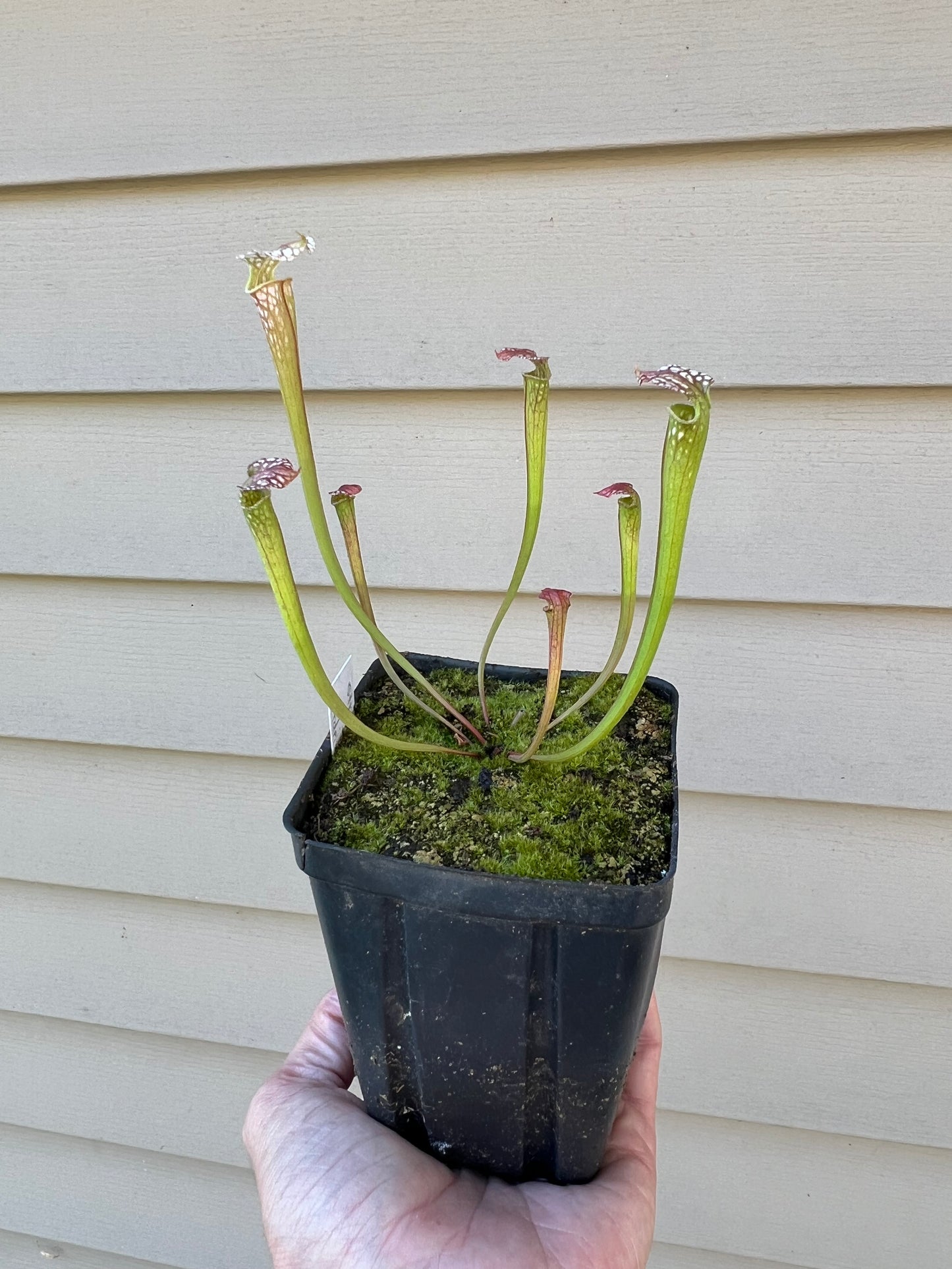 Sarracenia “Strawberry Milkshake” x ‘Adrian Slack’ - Seed Grown #1