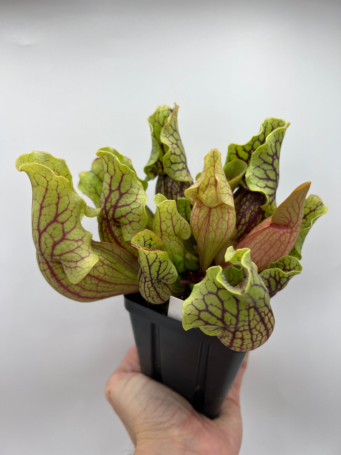 Sarracenia purpurea ssp. venosa “Little Carnivores” - Seed Grown #24