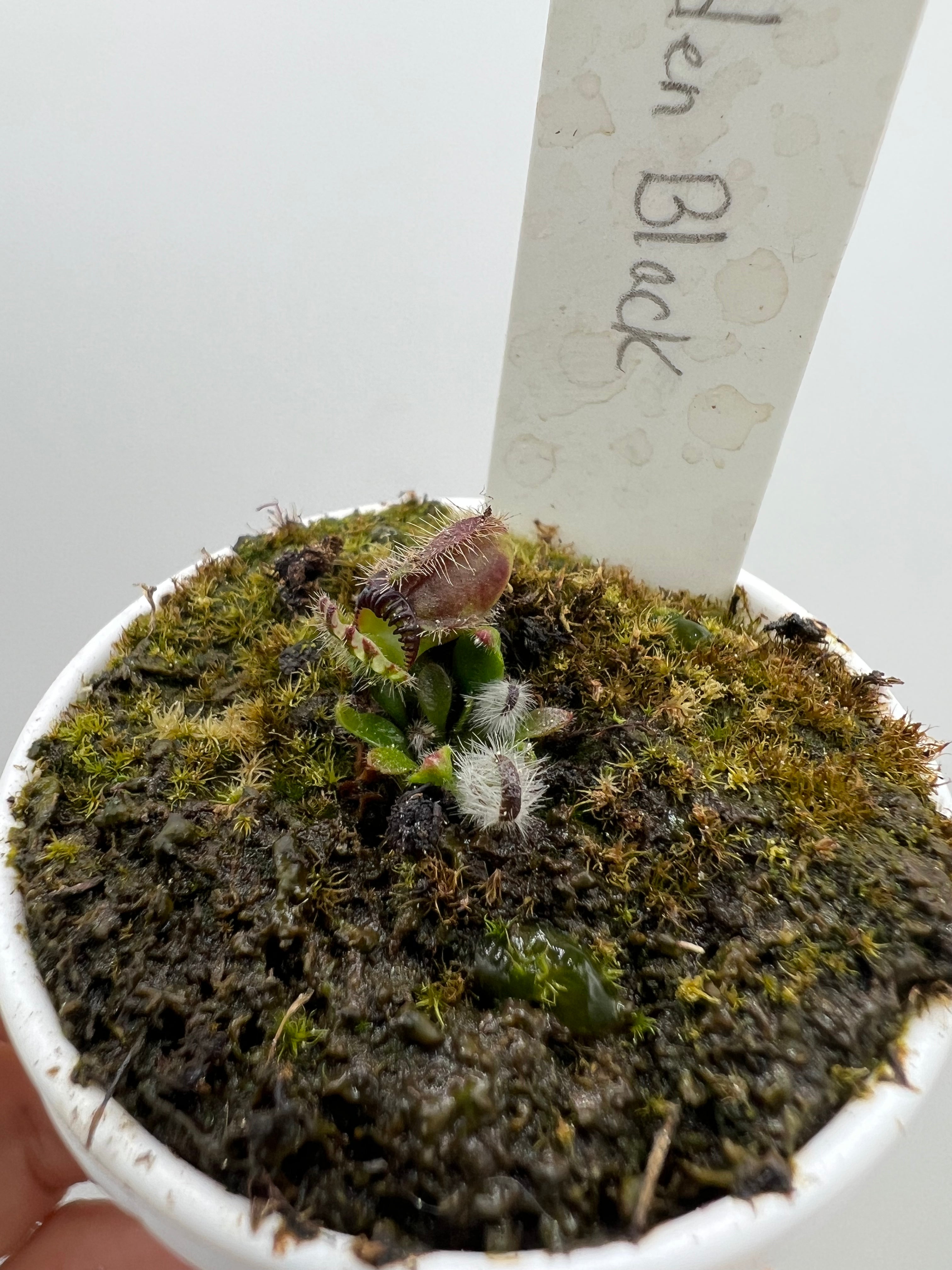 Cephalotus follicularis ‘Eden Black’ - *Rare*