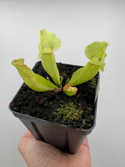 Sarracenia purpurea ssp. venosa “White Ghost” - Araflora