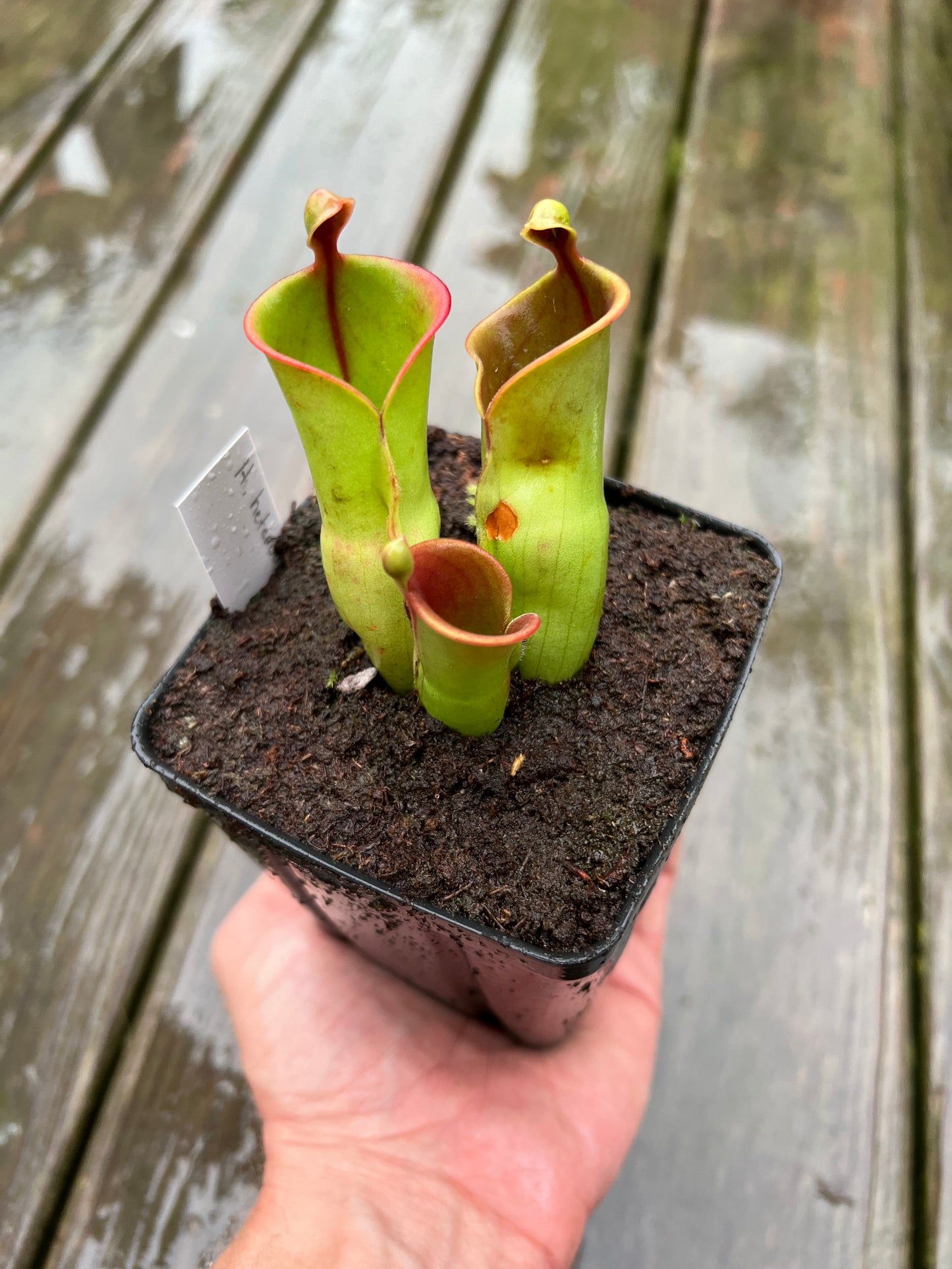 Heliamphora heterodoxa x minor - Potted Division