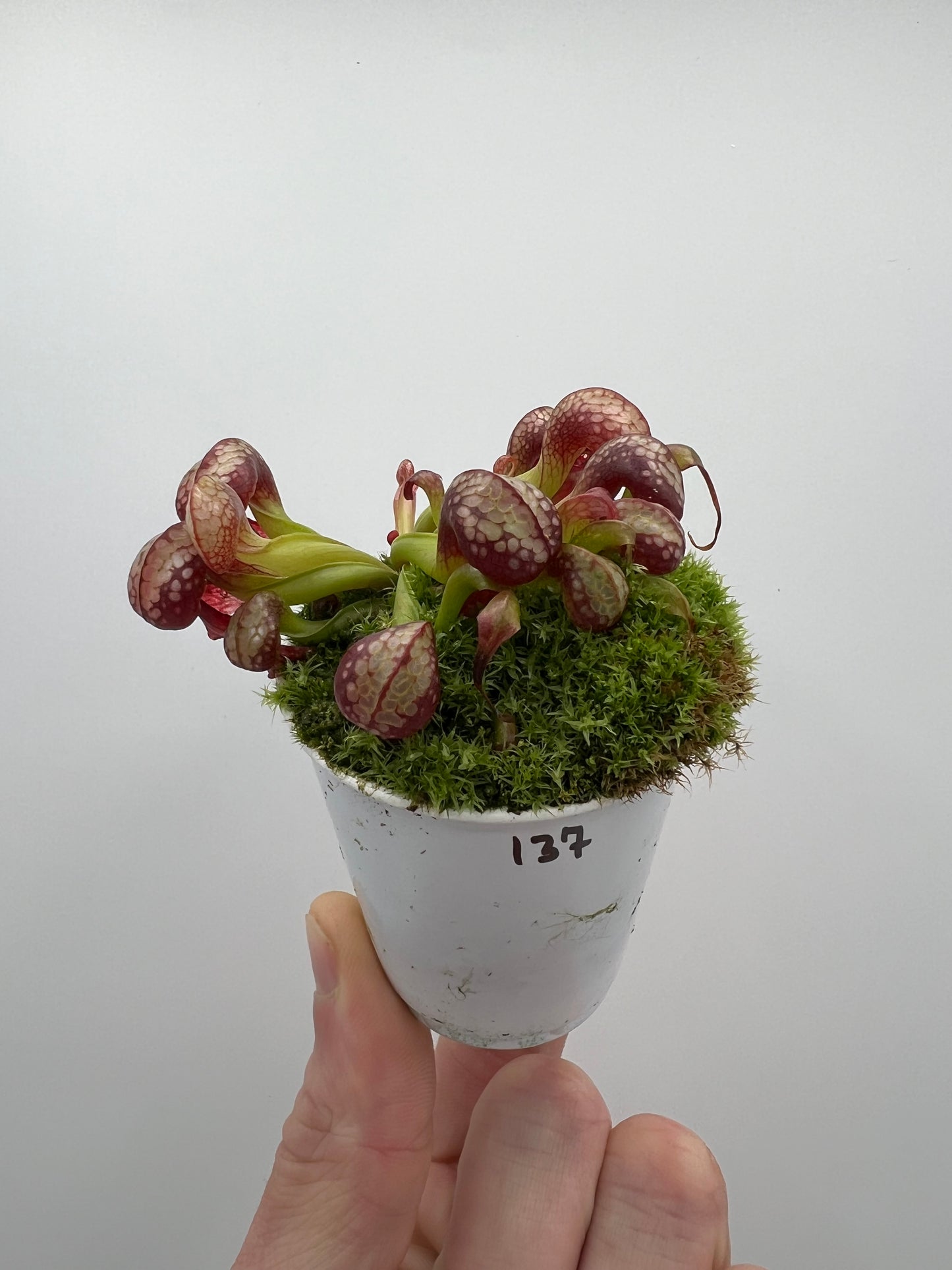 Darlingtonia californica (Cobra Pitcher Plant) - Seed Grown #137