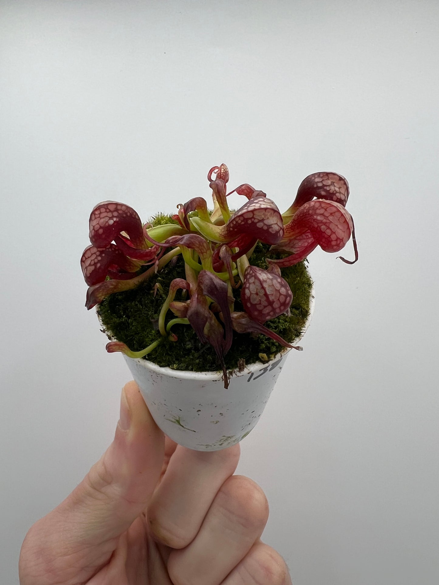 Darlingtonia californica (Cobra Pitcher Plant) - Seed Grown #138