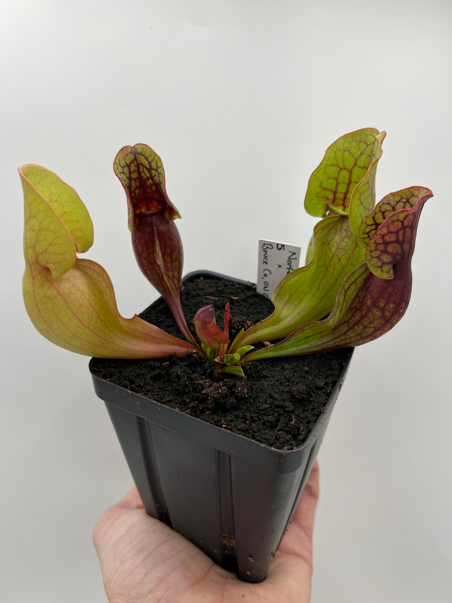 Sarracenia purpurea ssp. purpurea (Norfolk Co, MA) x (Bruce Co, Ontario Canada) - Seed Grown #5