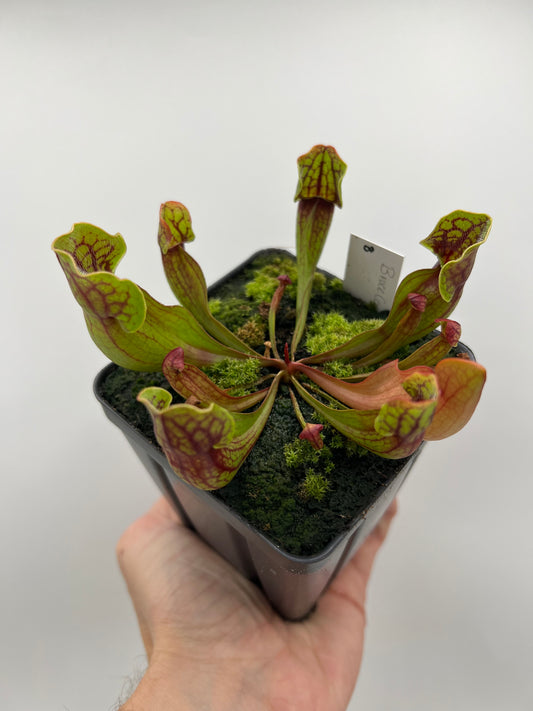 Sarracenia purpurea ssp. purpurea (Bruce Co, Ontario Canada) - Seed Grown #8