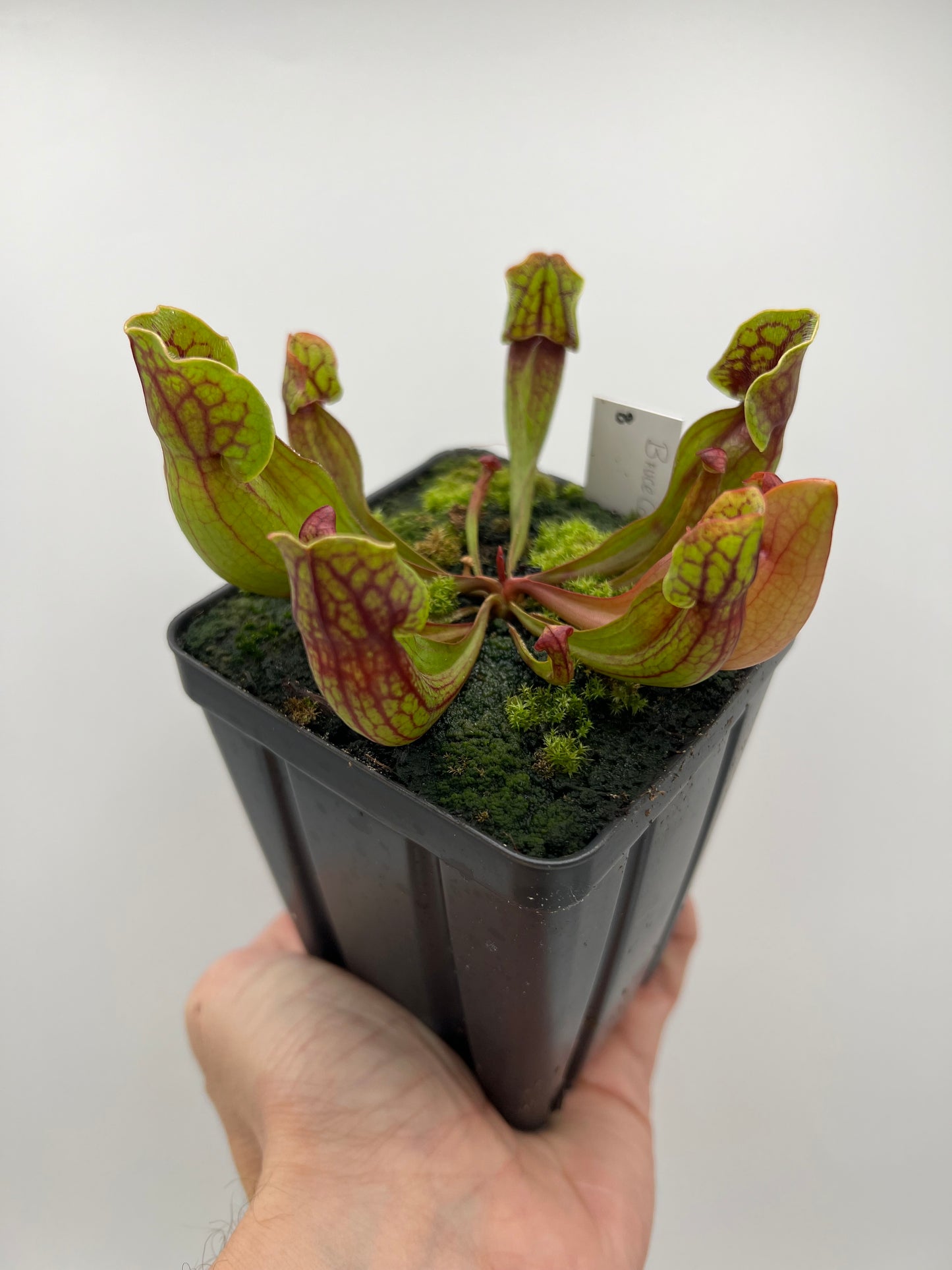 Sarracenia purpurea ssp. purpurea (Bruce Co, Ontario Canada) - Seed Grown #8