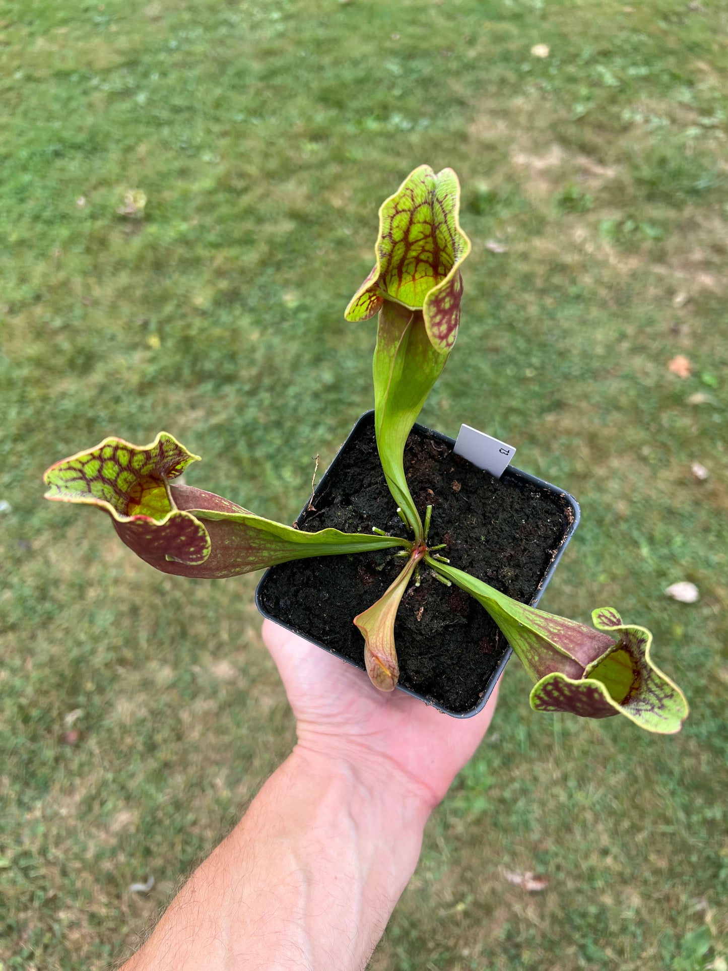 Sarracenia purpurea ssp. purpurea (Centre Co, PA) - Seed Grown #73