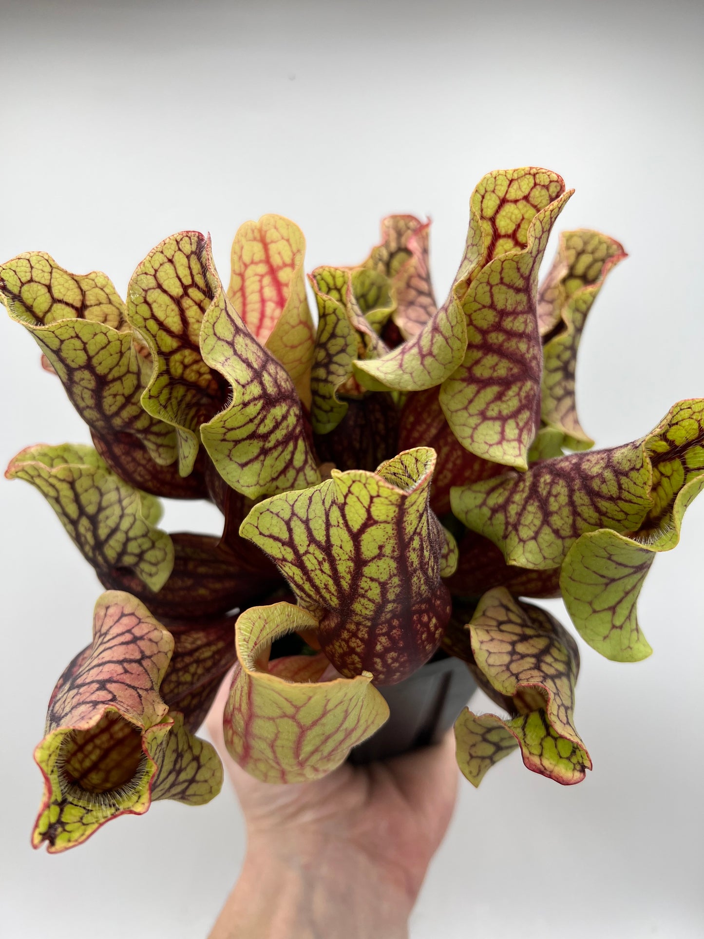 Sarracenia purpurea ssp. venosa “Little Carnivores” - Seed Grown #24