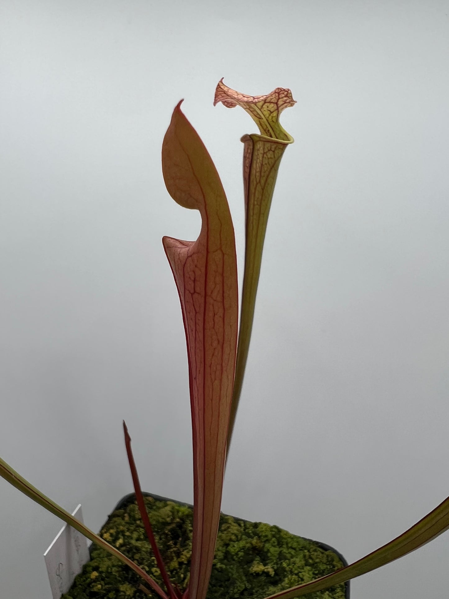 Sarracenia flava var. rubricorpora x “Strawberry Milkshake” - Seed Grown #8