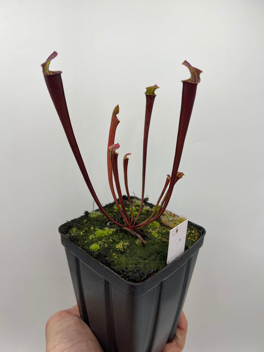 Sarracenia flava var. rubricorpora x “Strawberry Milkshake” - Seed Grown #2