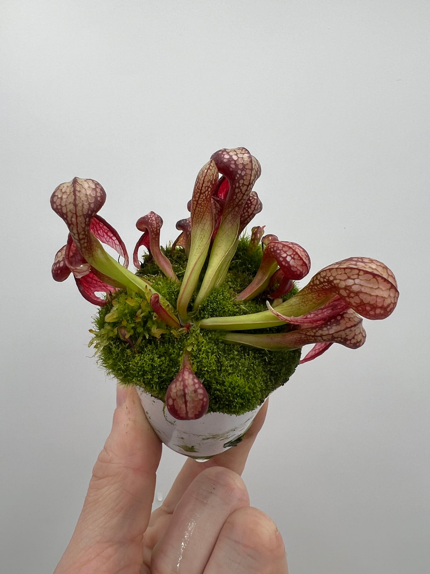 Darlingtonia californica (Cobra Pitcher Plant) - Seed Grown #133