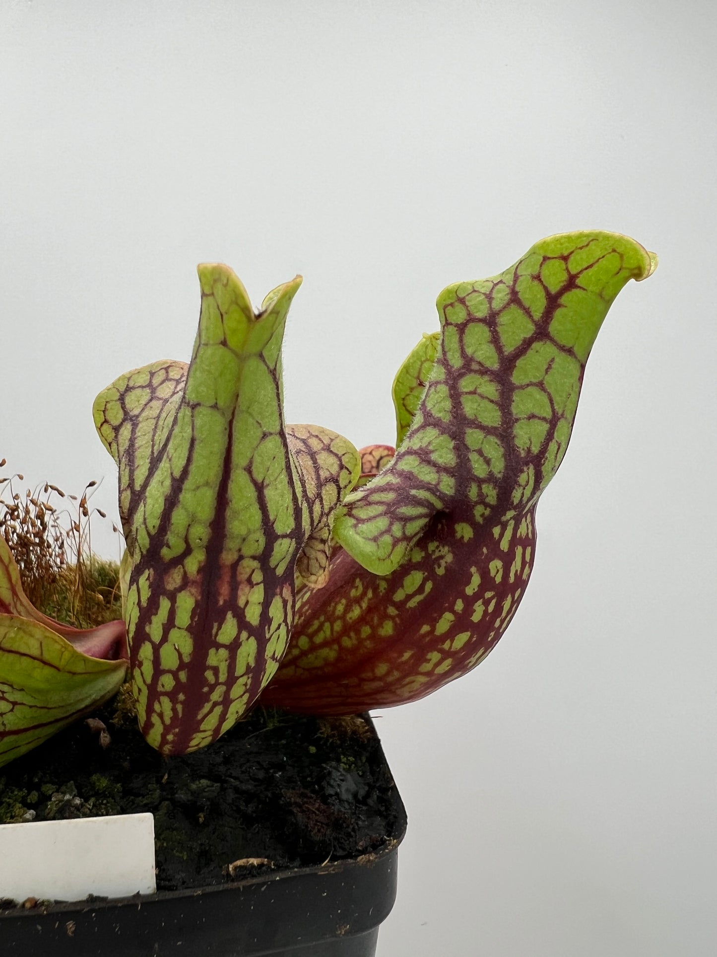 Sarracenia purpurea ssp. venosa “Little Carnivores” - Seed Grown #26