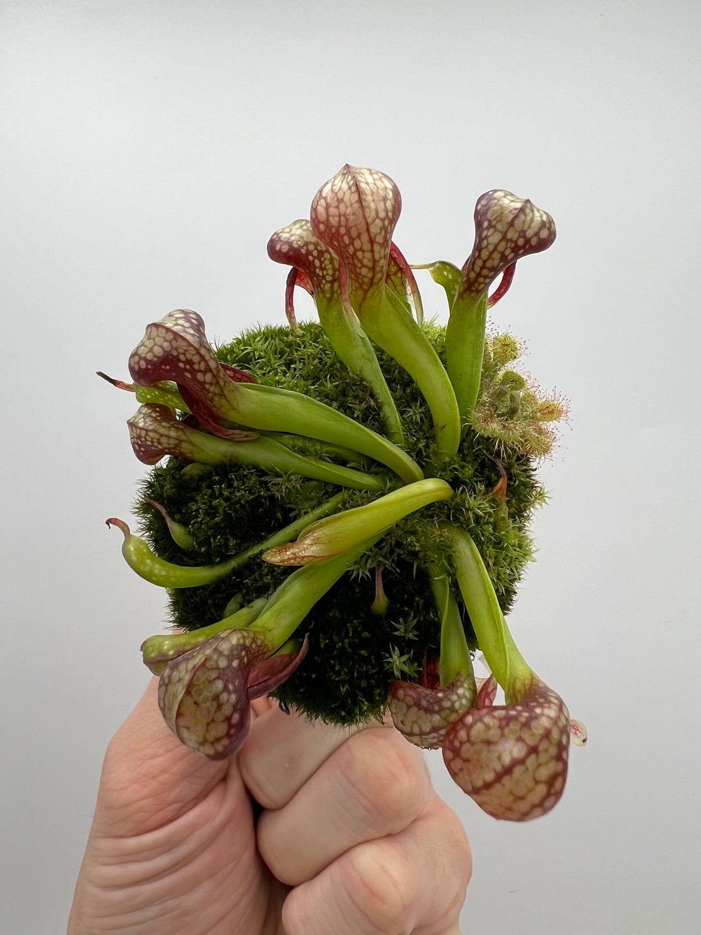 Darlingtonia californica (Cobra Pitcher Plant) - Seed Grown #79