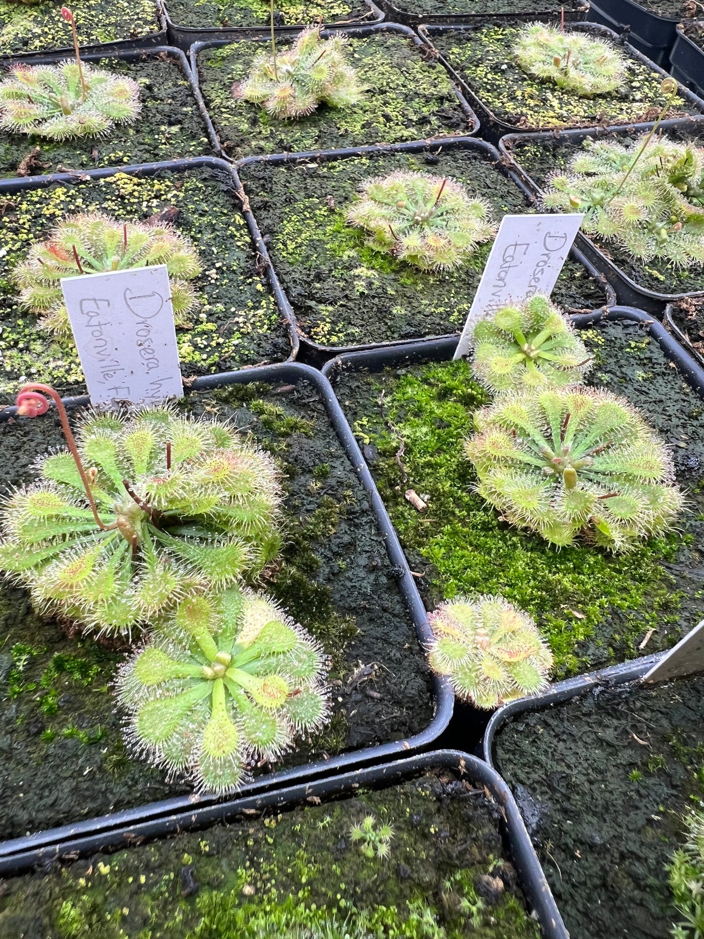 Drosera “Eatonville, FL”