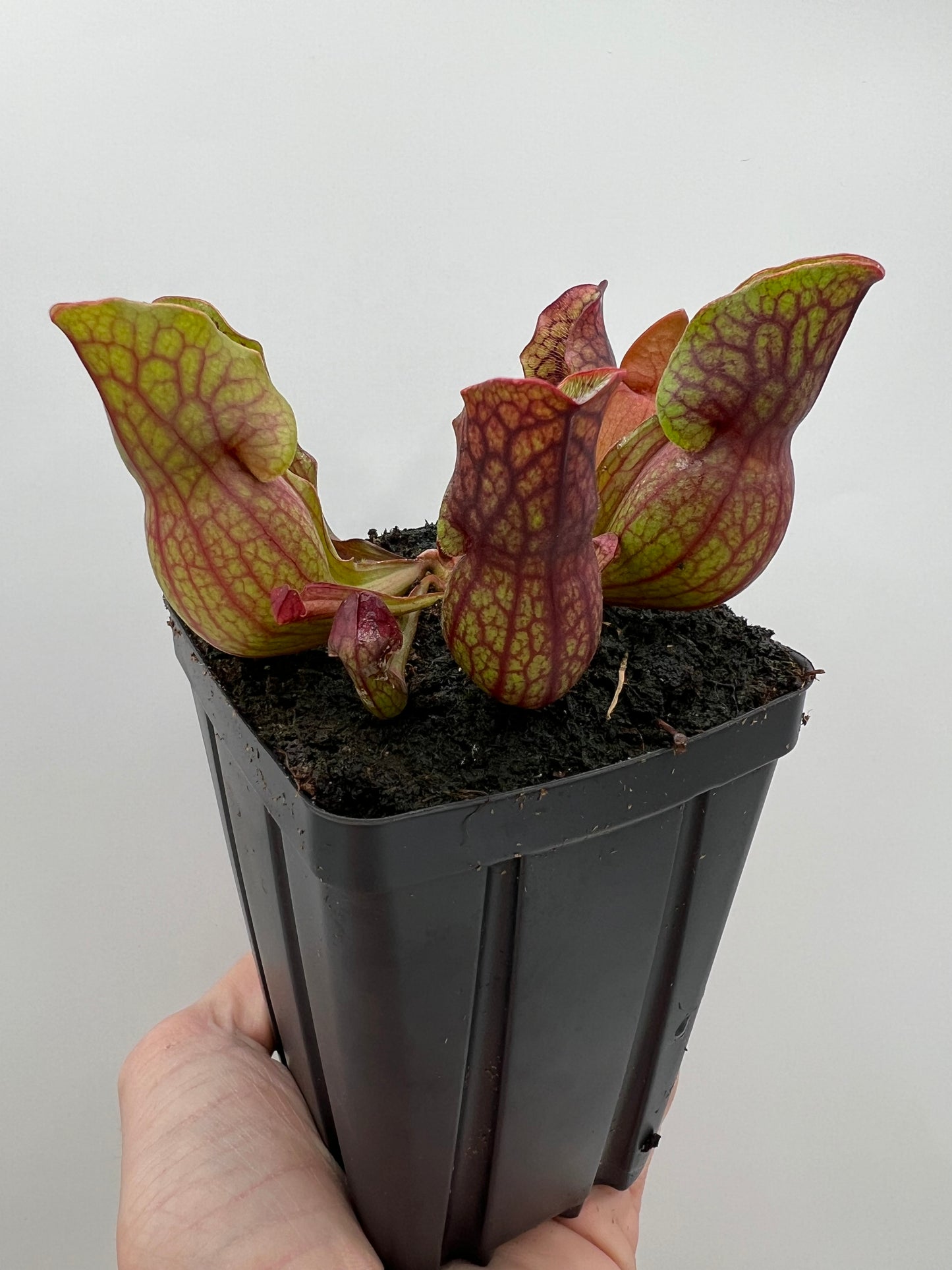 Sarracenia purpurea ssp. purpurea (Norfolk Co, MA) x (Bruce Co, Ontario Canada) - Seed Grown #8