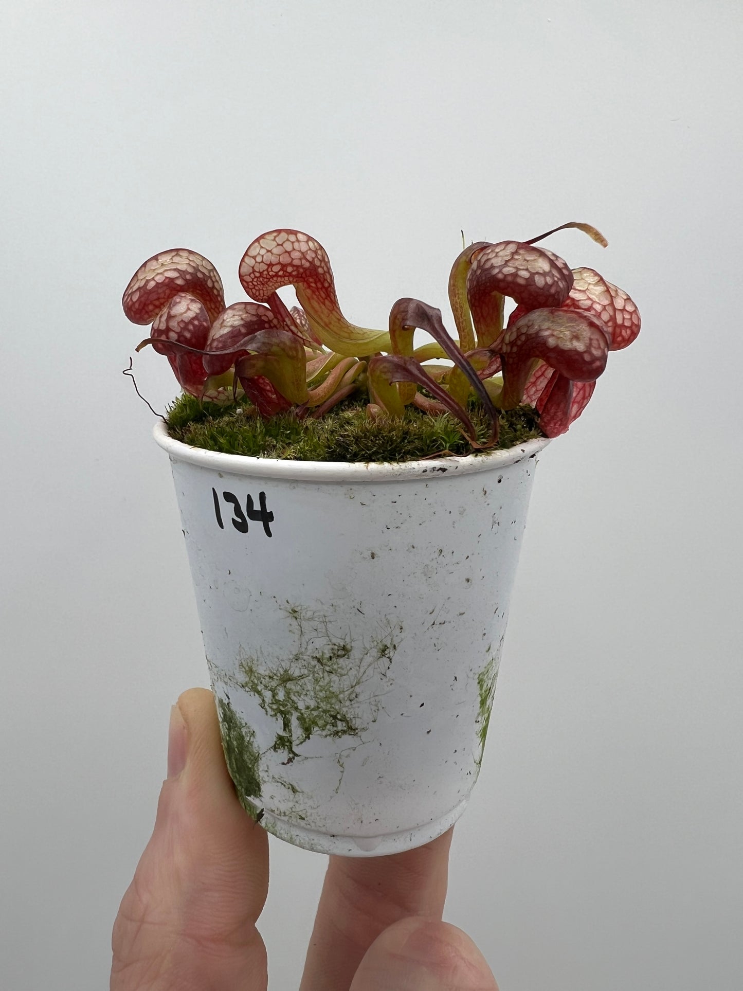 Darlingtonia californica (Cobra Pitcher Plant) - Seed Grown #134