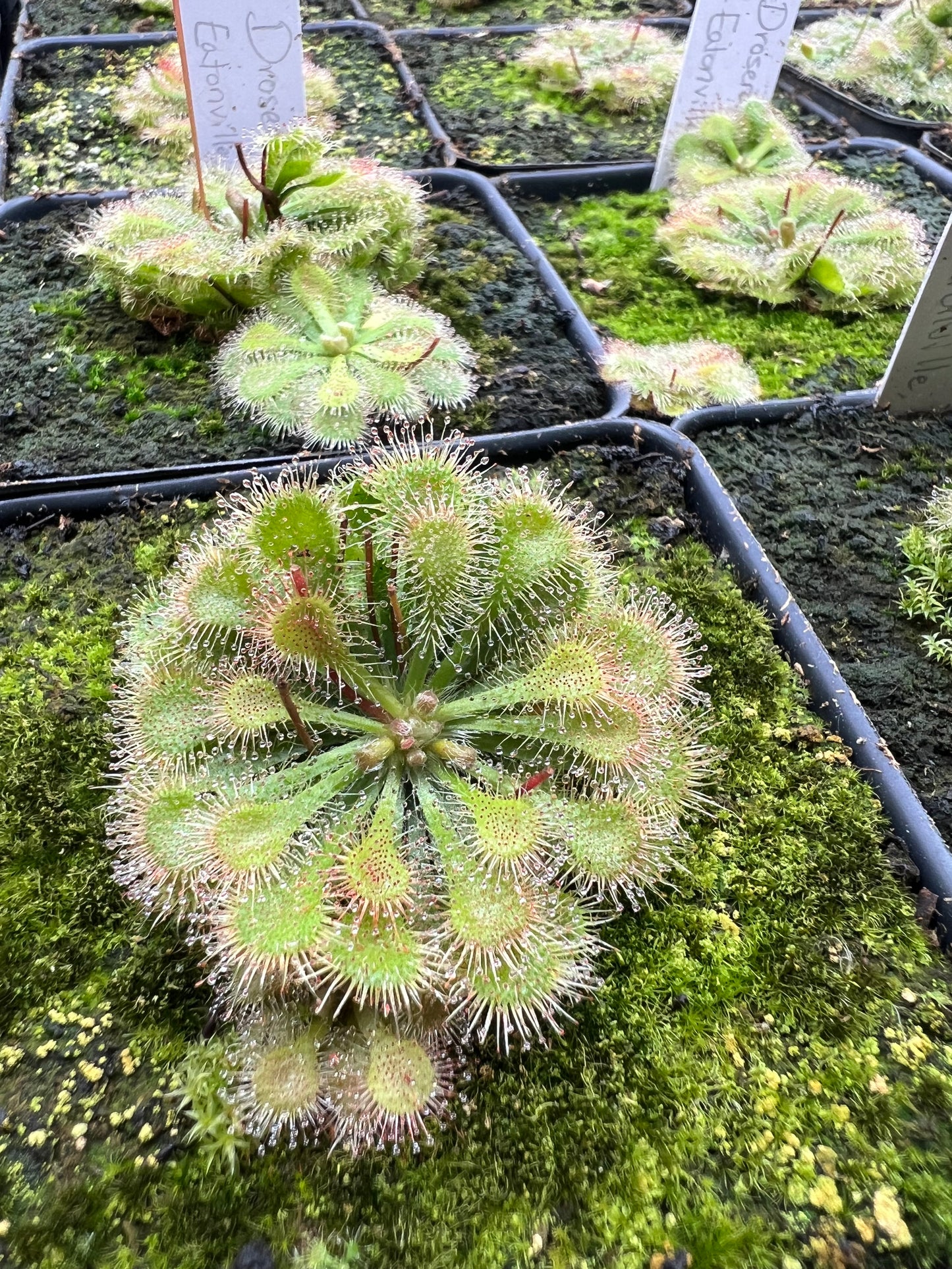 Drosera “Eatonville, FL”